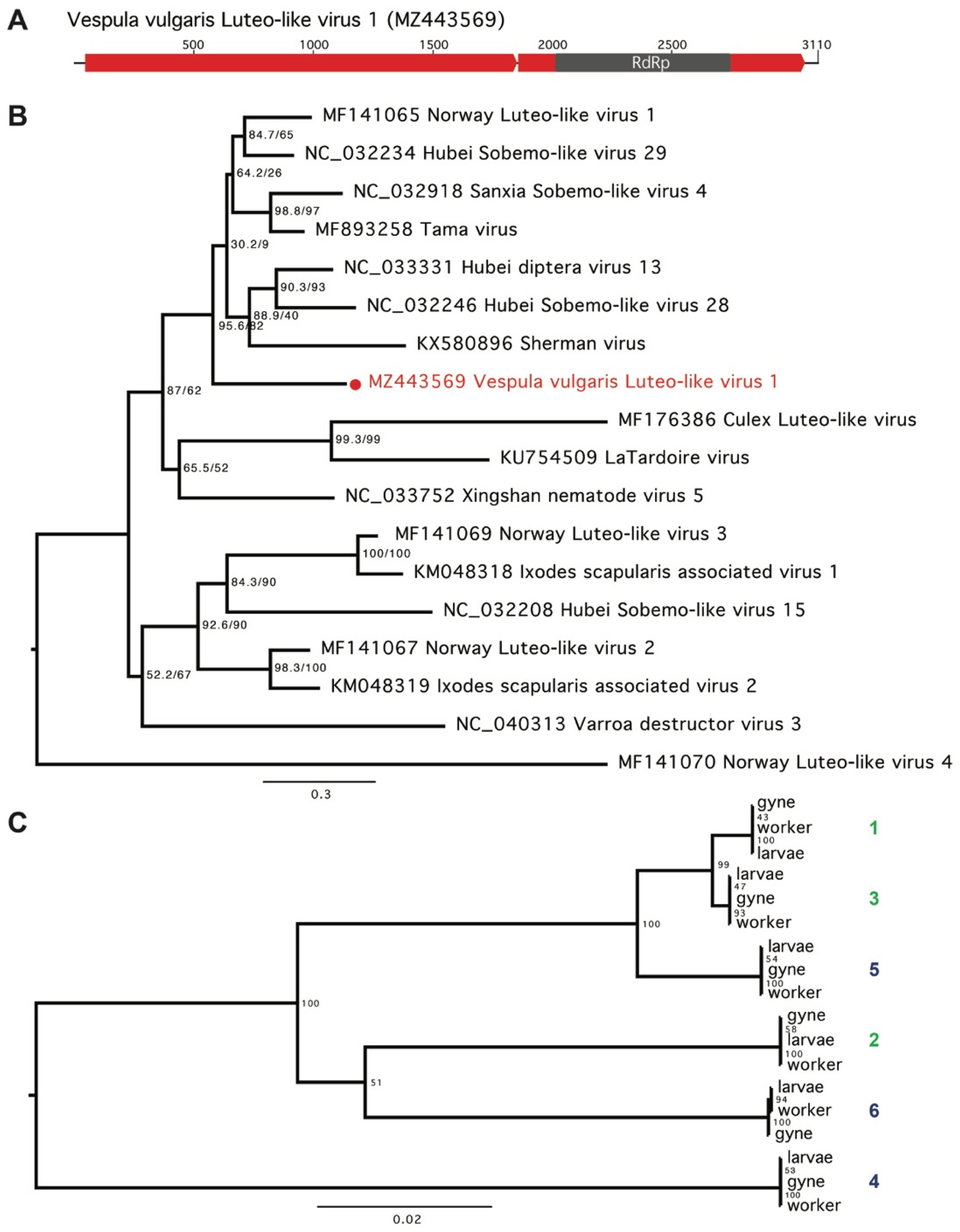Viruses 13 01431 g003