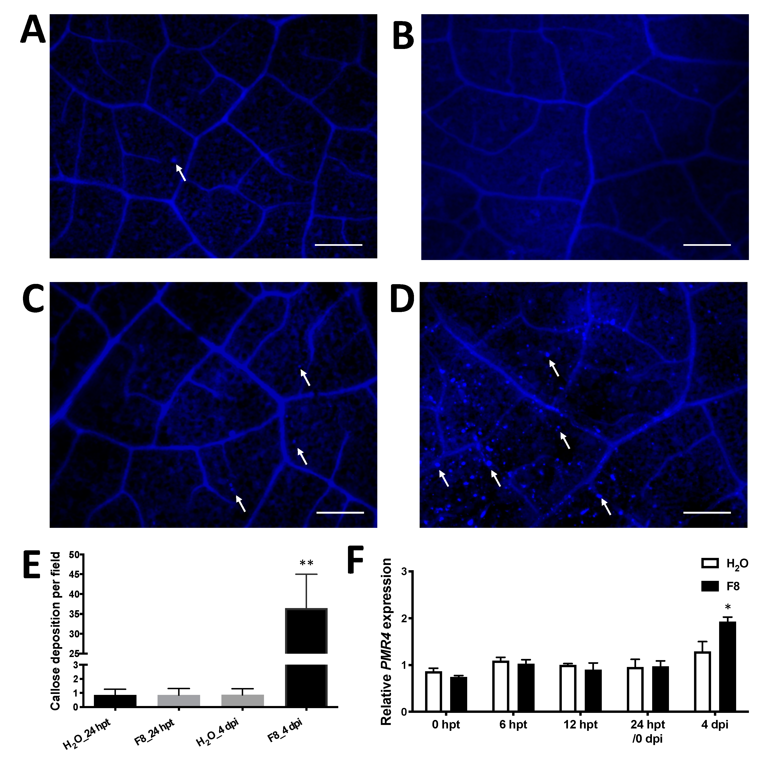 Viruses 13 01434 g005 Viruses 13 01434 g005