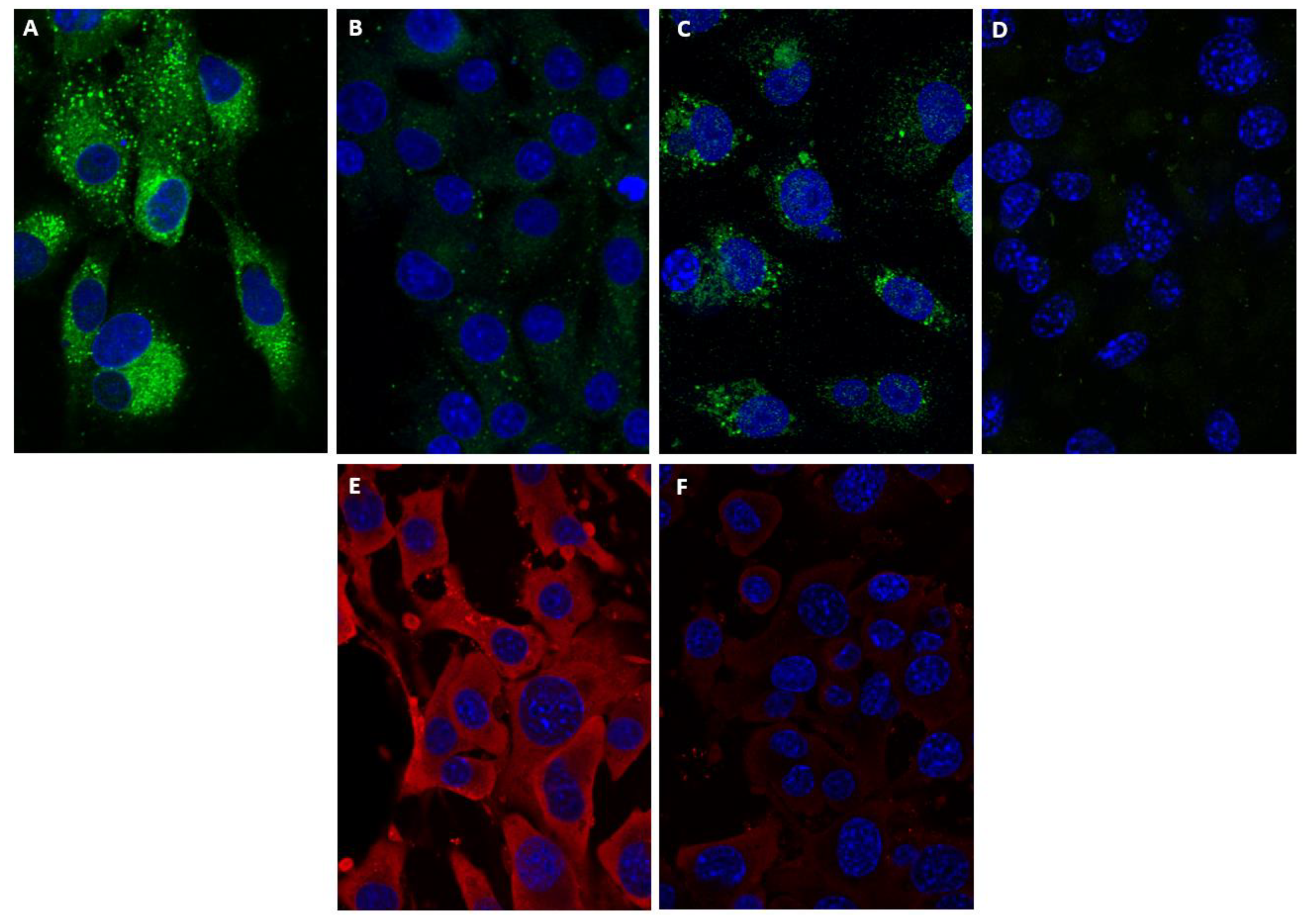 Viruses 13 01437 g005