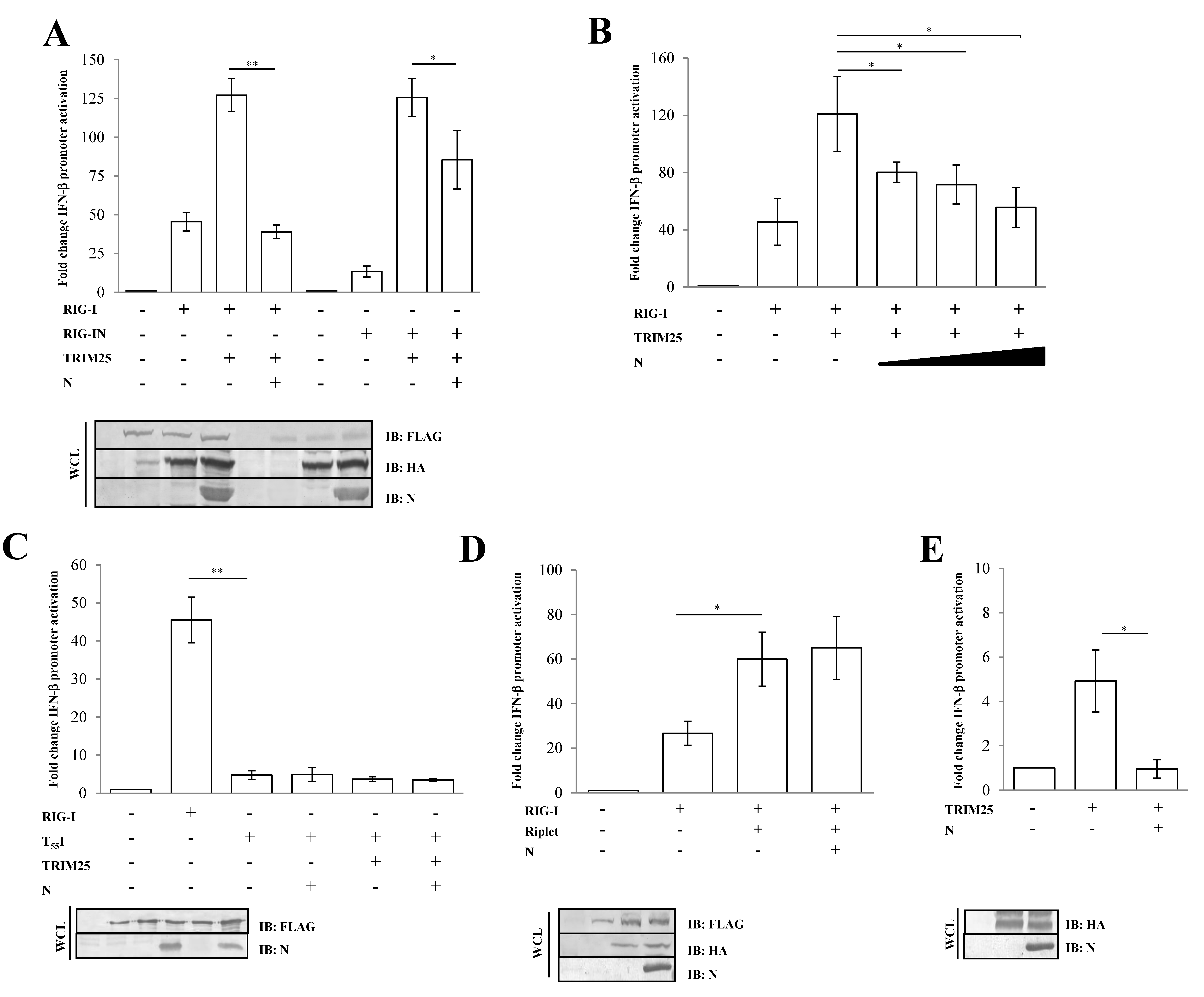 Viruses 13 01439 g002