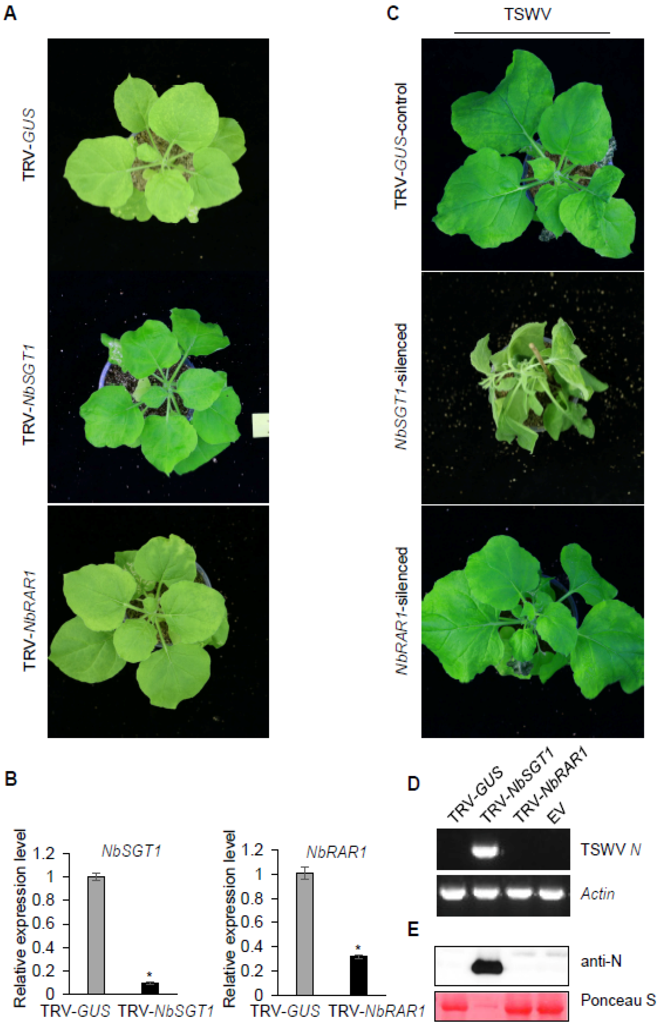 Viruses 13 01447 g002