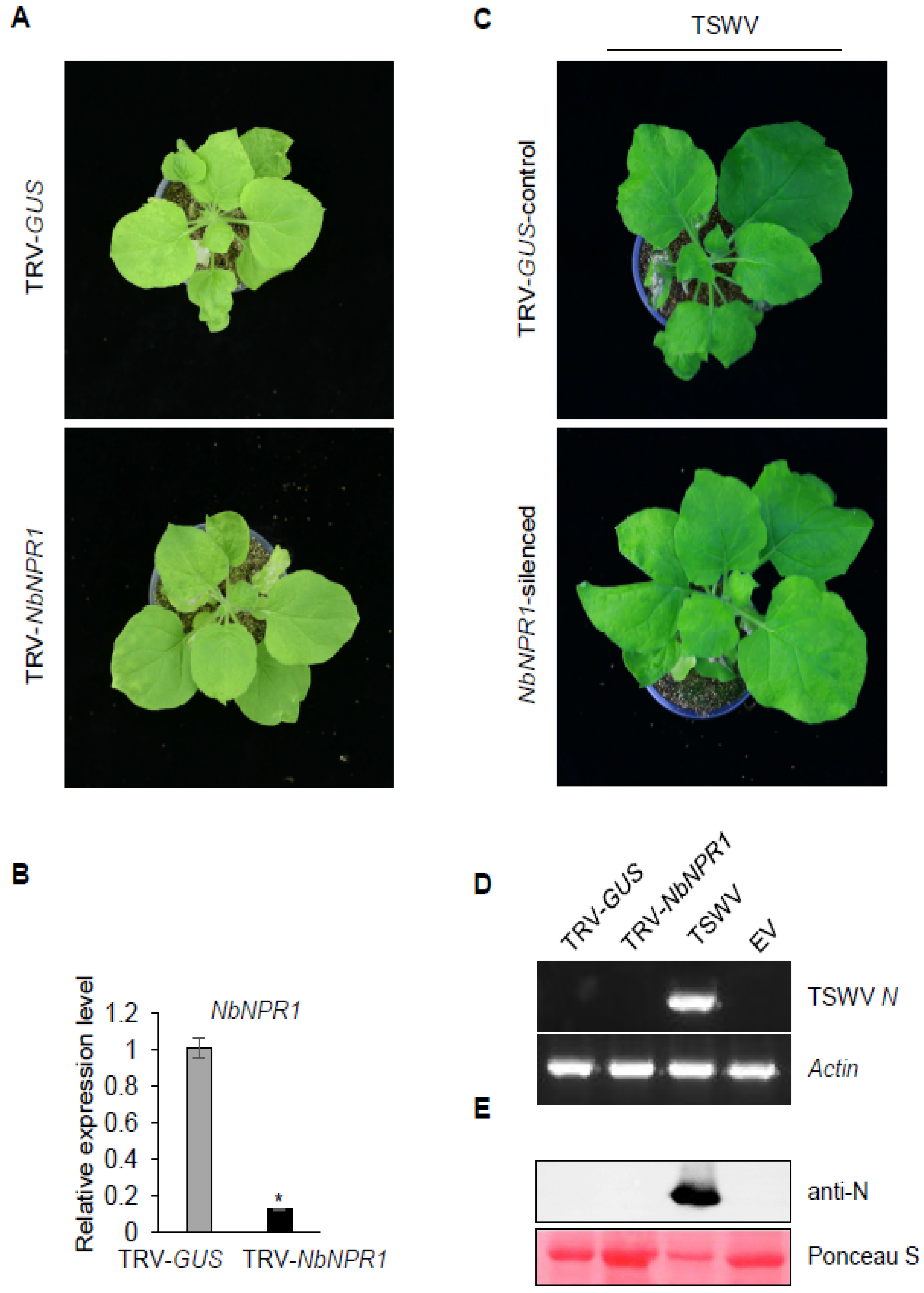 Viruses 13 01447 g004