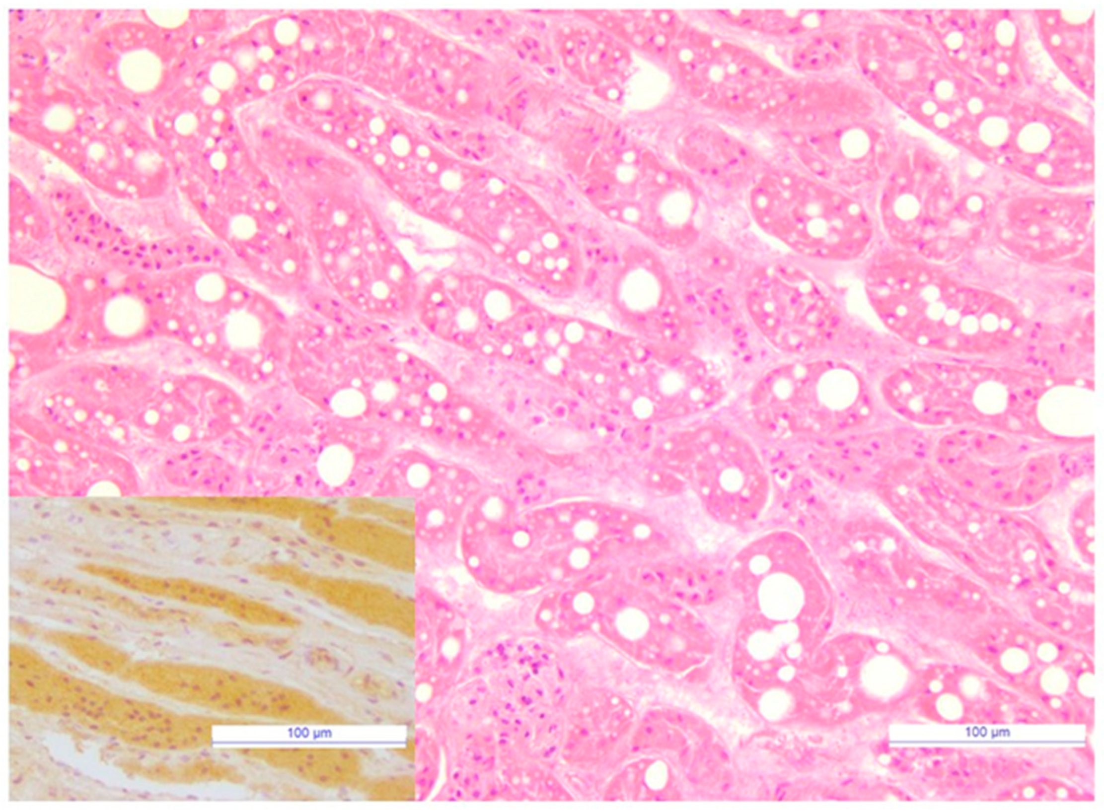 Viruses 13 01449 g001 Viruses 13 01449 g001