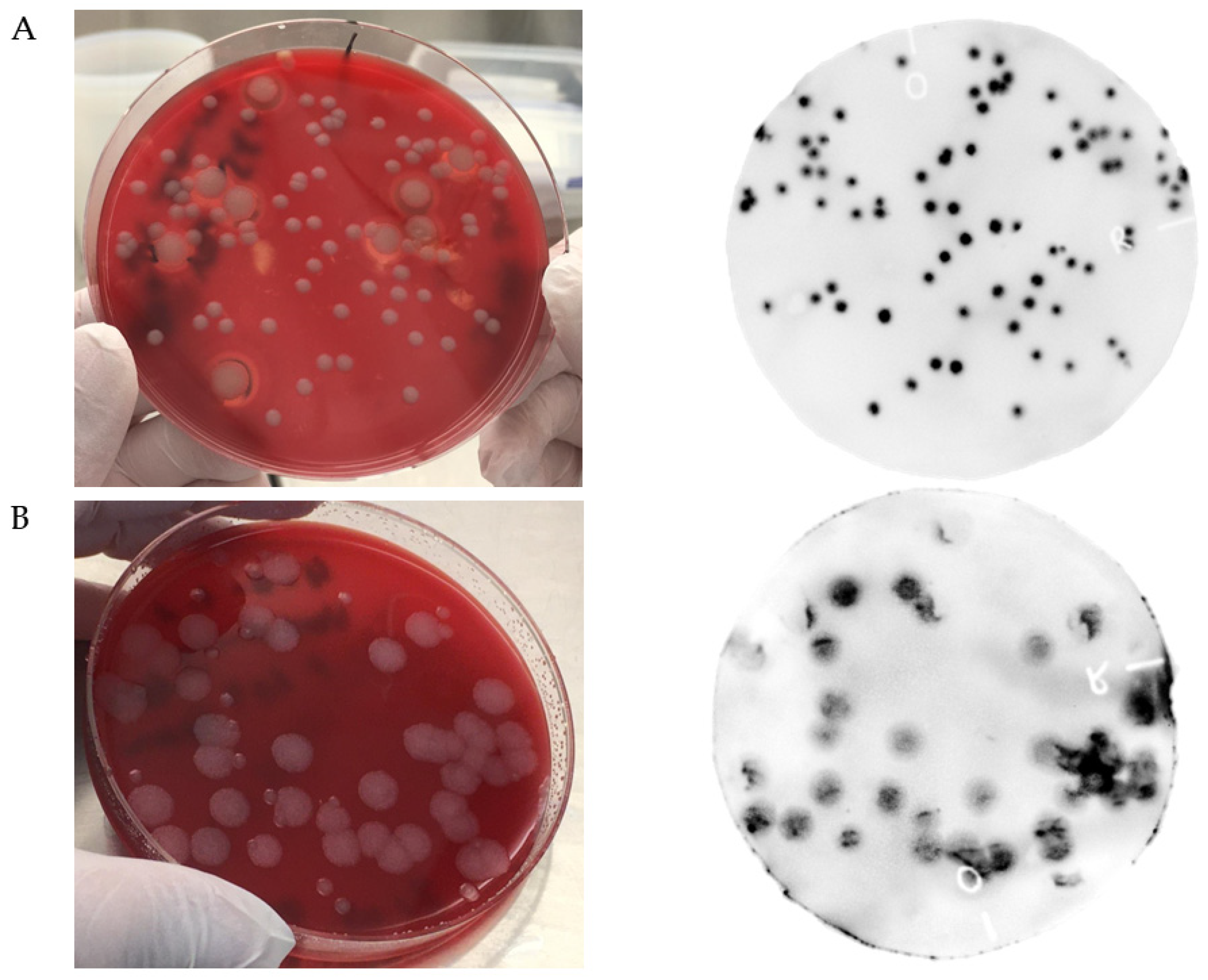 Viruses 13 01462 g001