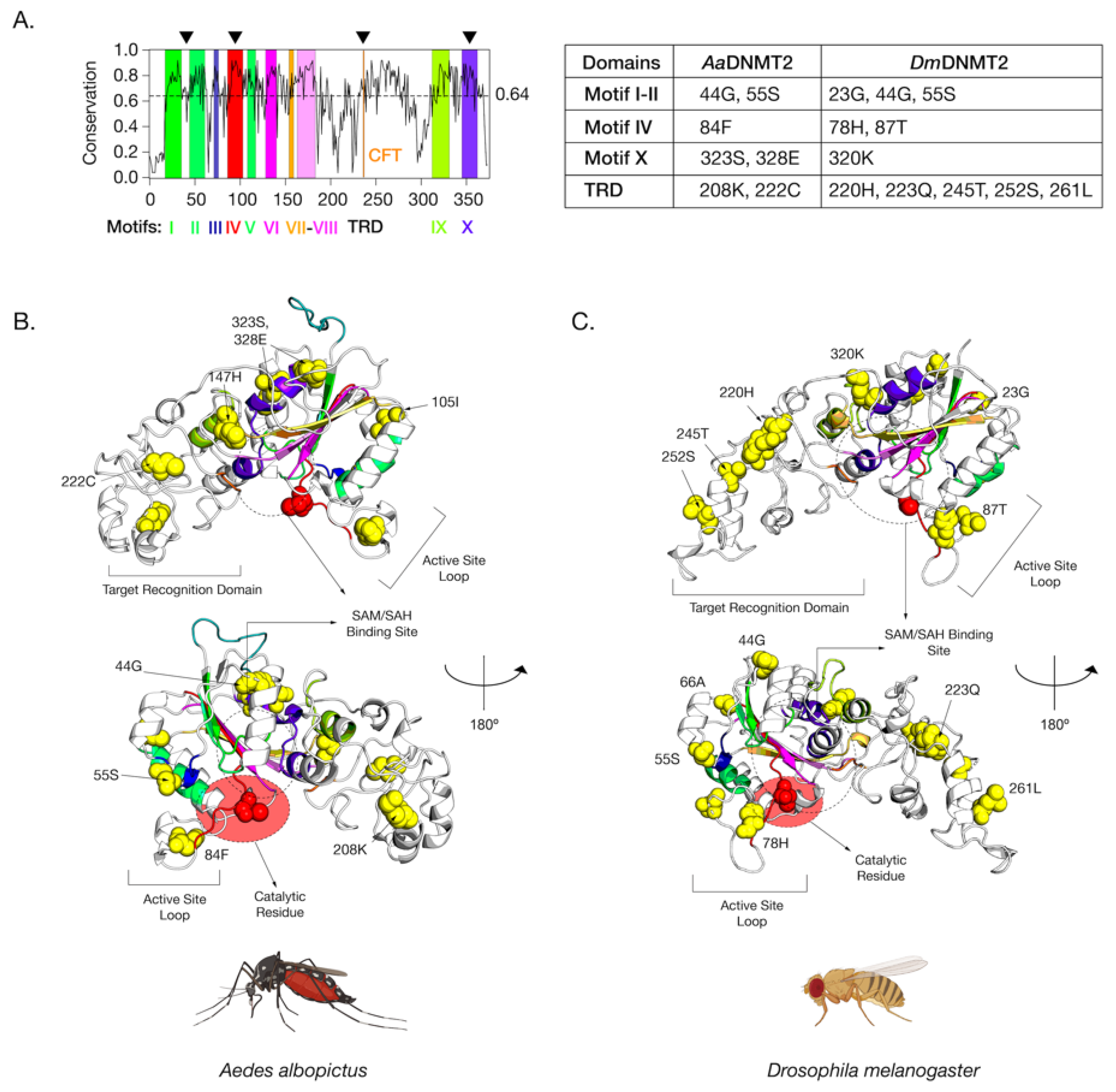 Viruses 13 01464 g004 Viruses 13 01464 g004