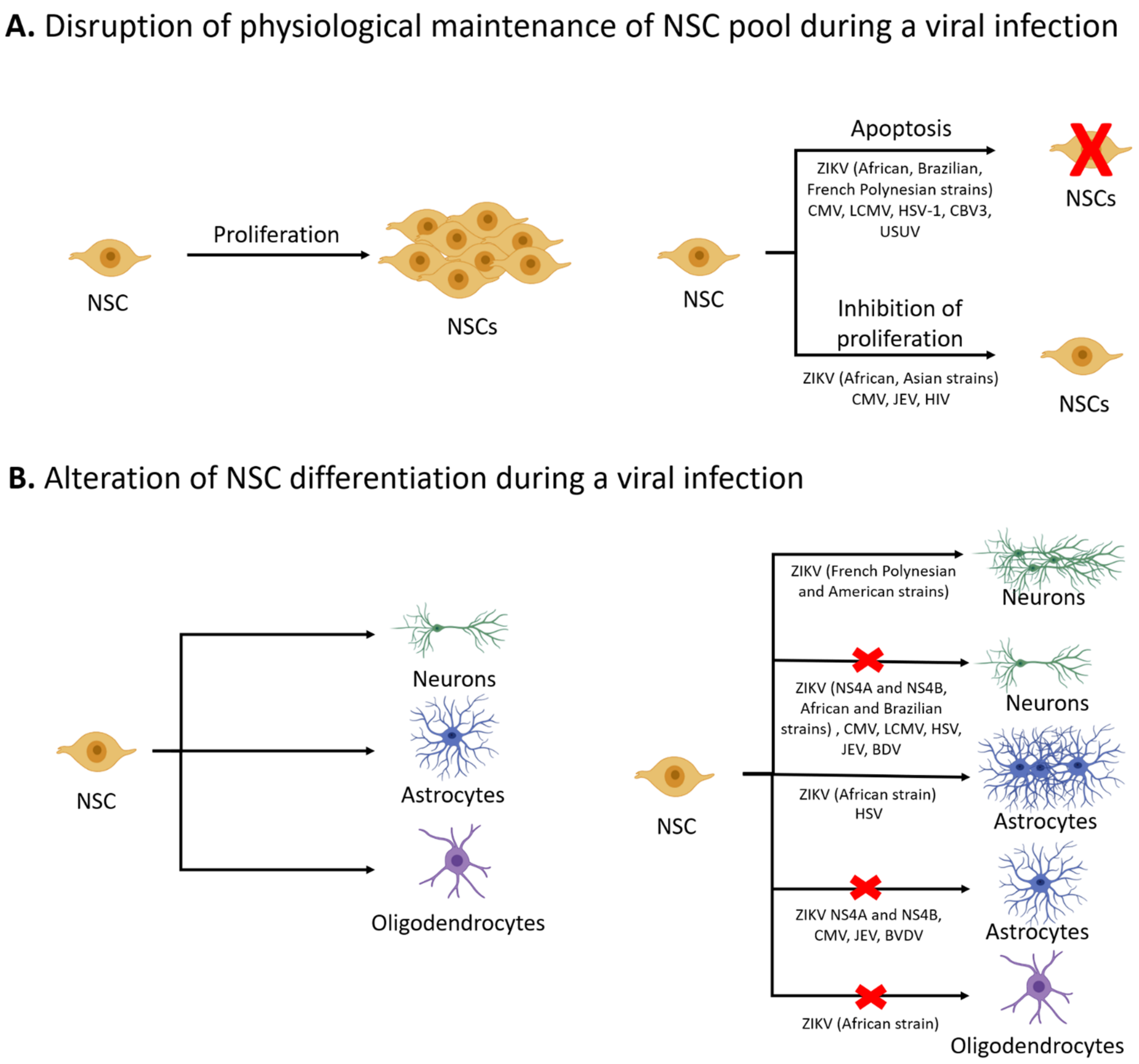 Viruses 13 01468 g001 Viruses 13 01468 g001