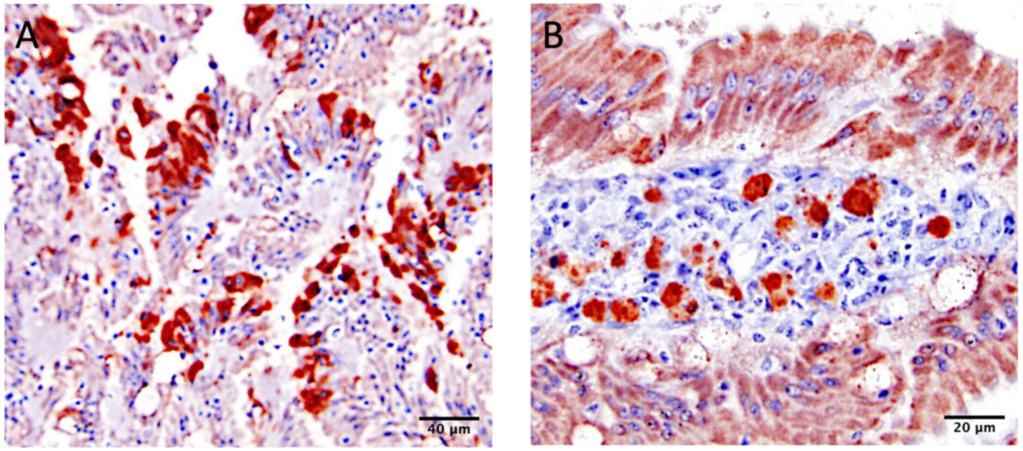 Viruses 13 01477 g006 Viruses 13 01477 g006