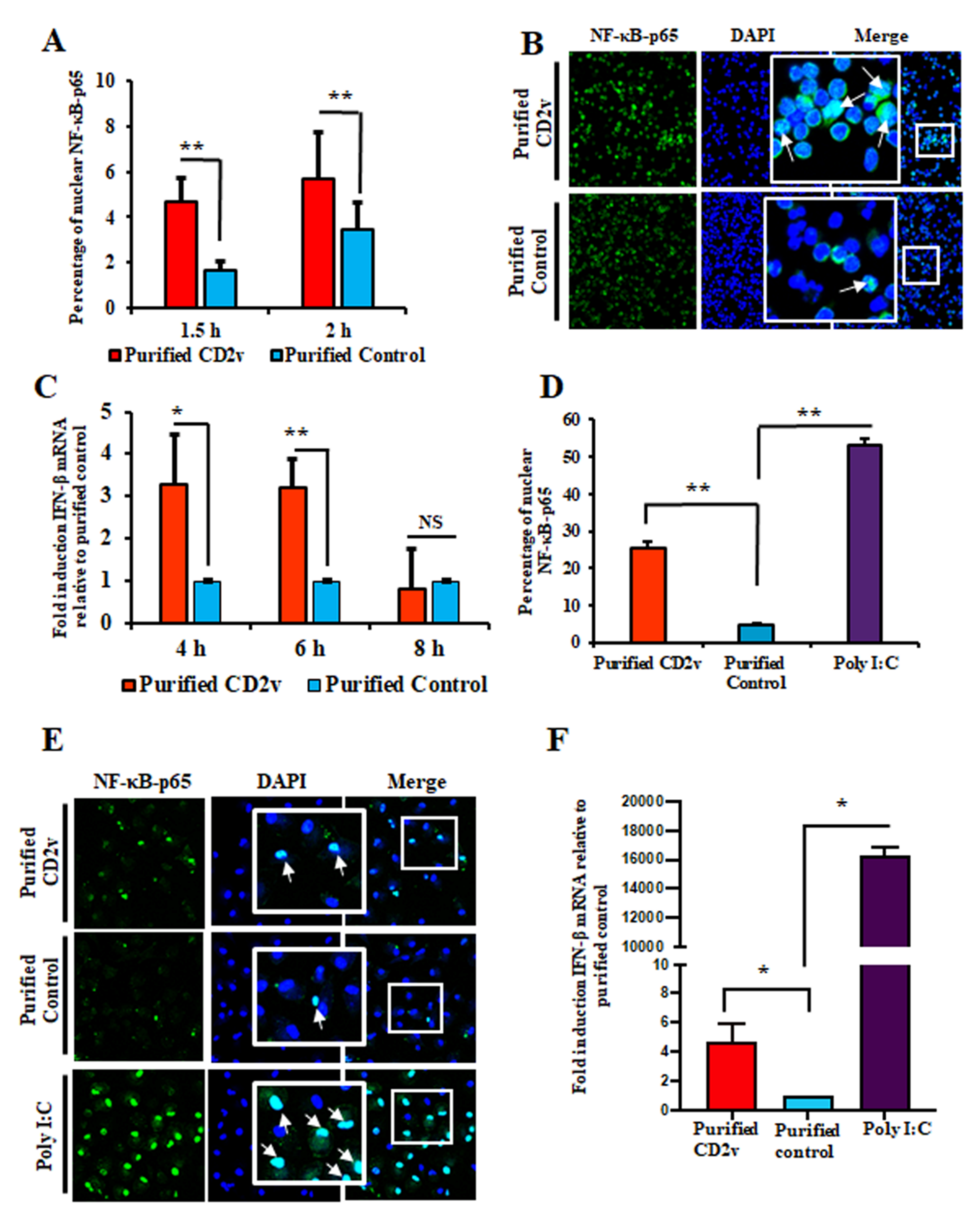 Viruses 13 01480 g006