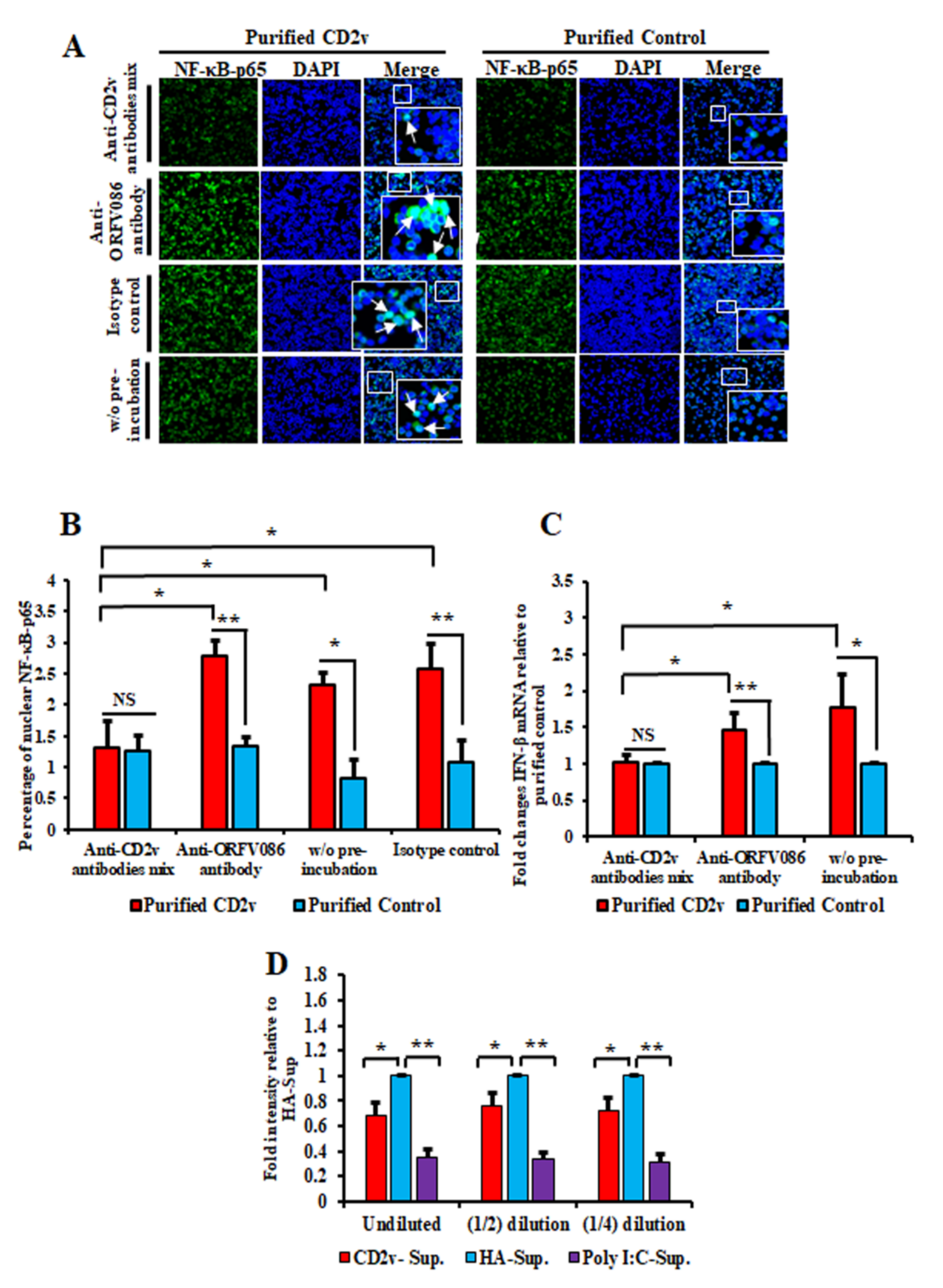 Viruses Free Full Text African Swine Fever Virus Cd2v Protein Induces B Interferon Expression And Apoptosis In Swine Peripheral Blood Mononuclear Cells