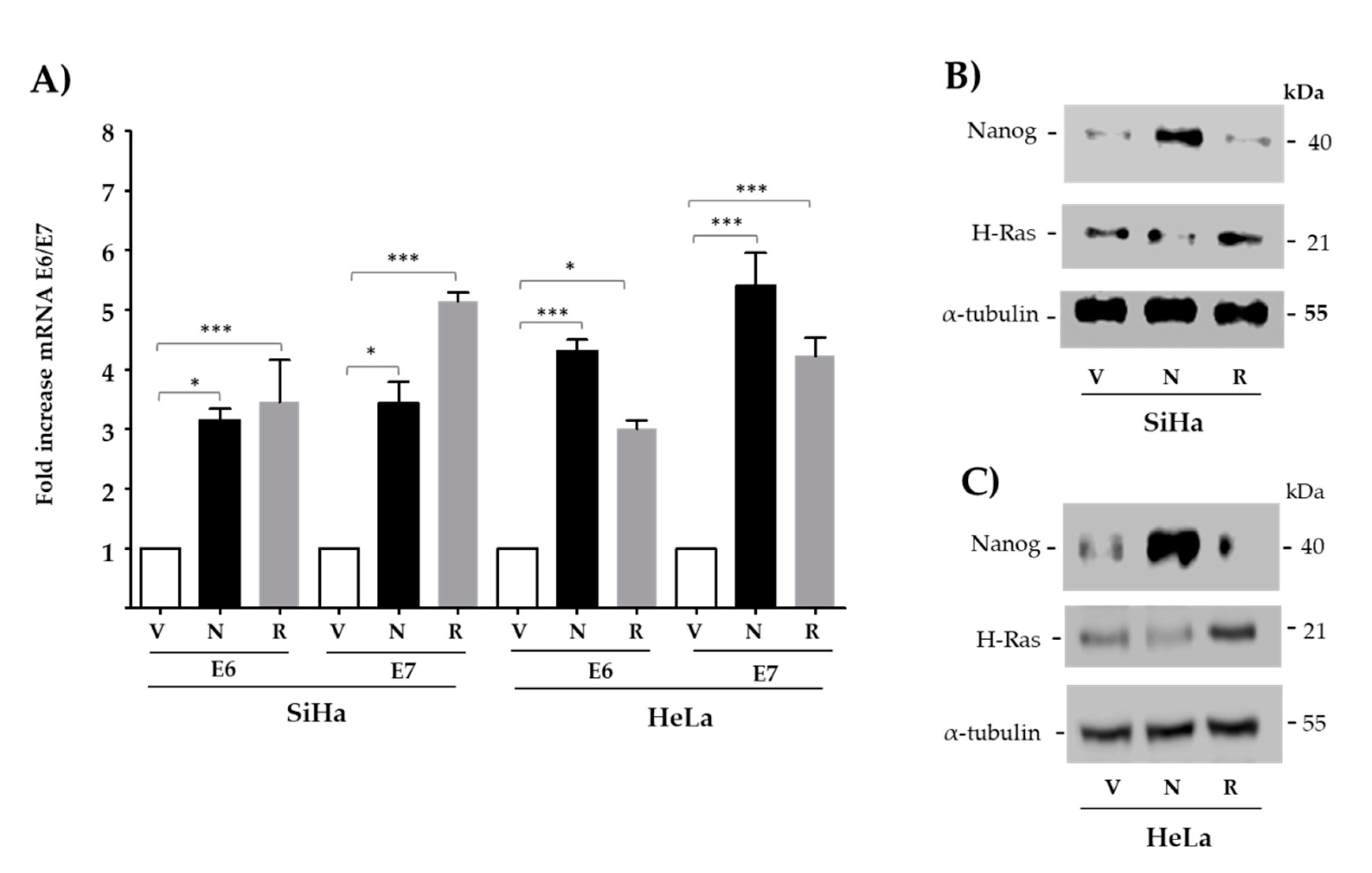 Viruses 13 01482 g002 550