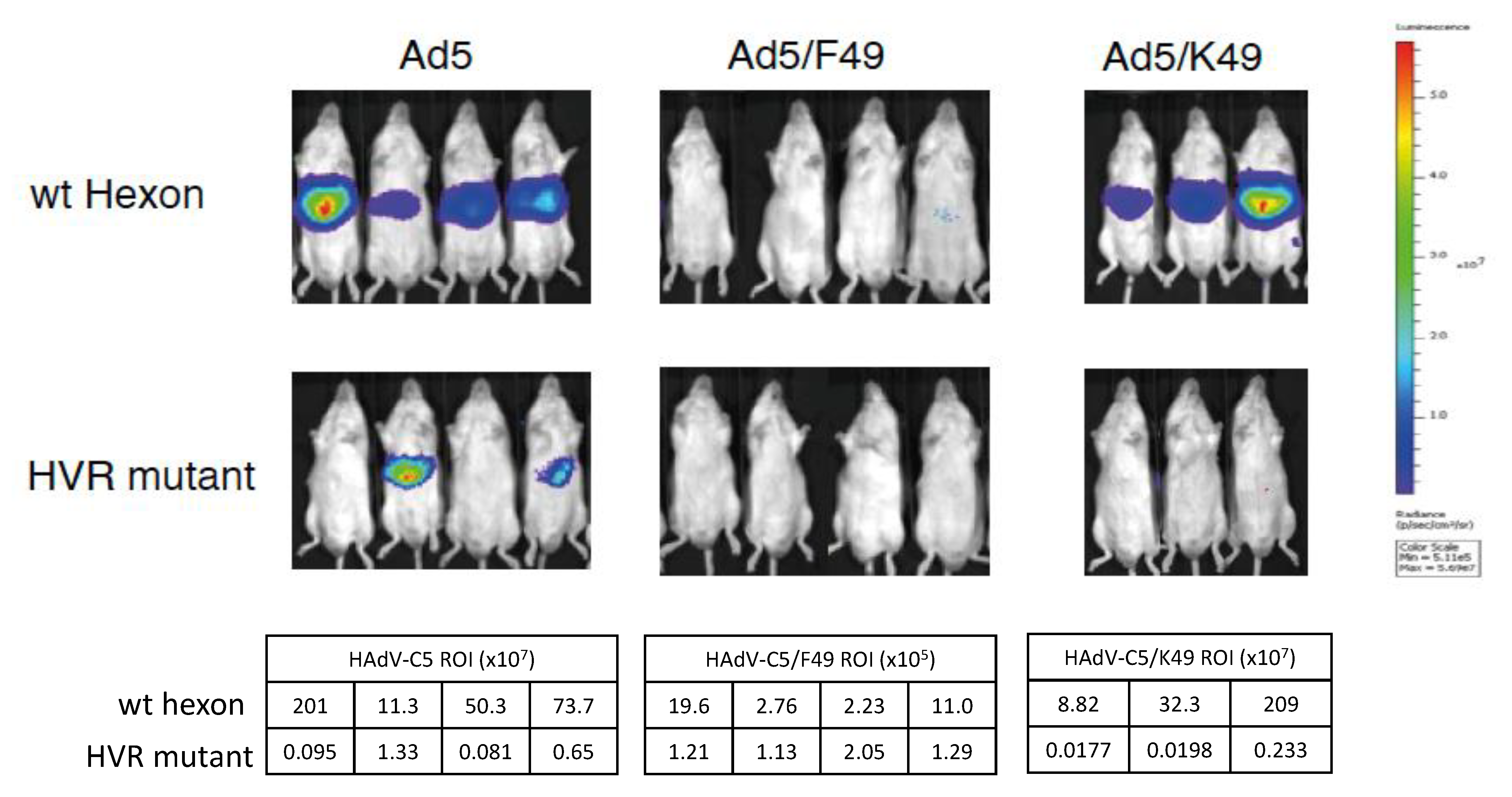 Viruses 13 01483 g003