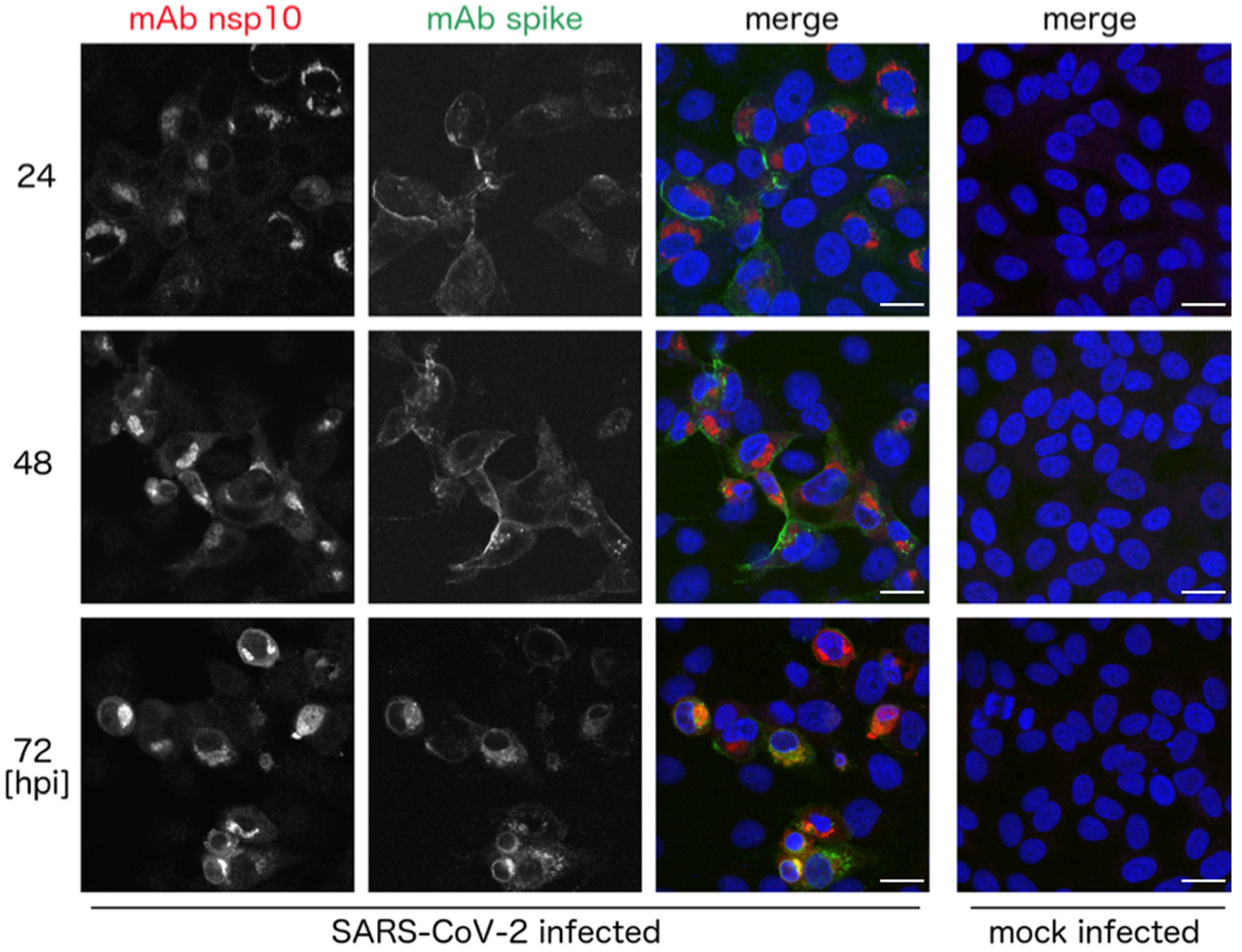 Viruses 13 01487 g002 550