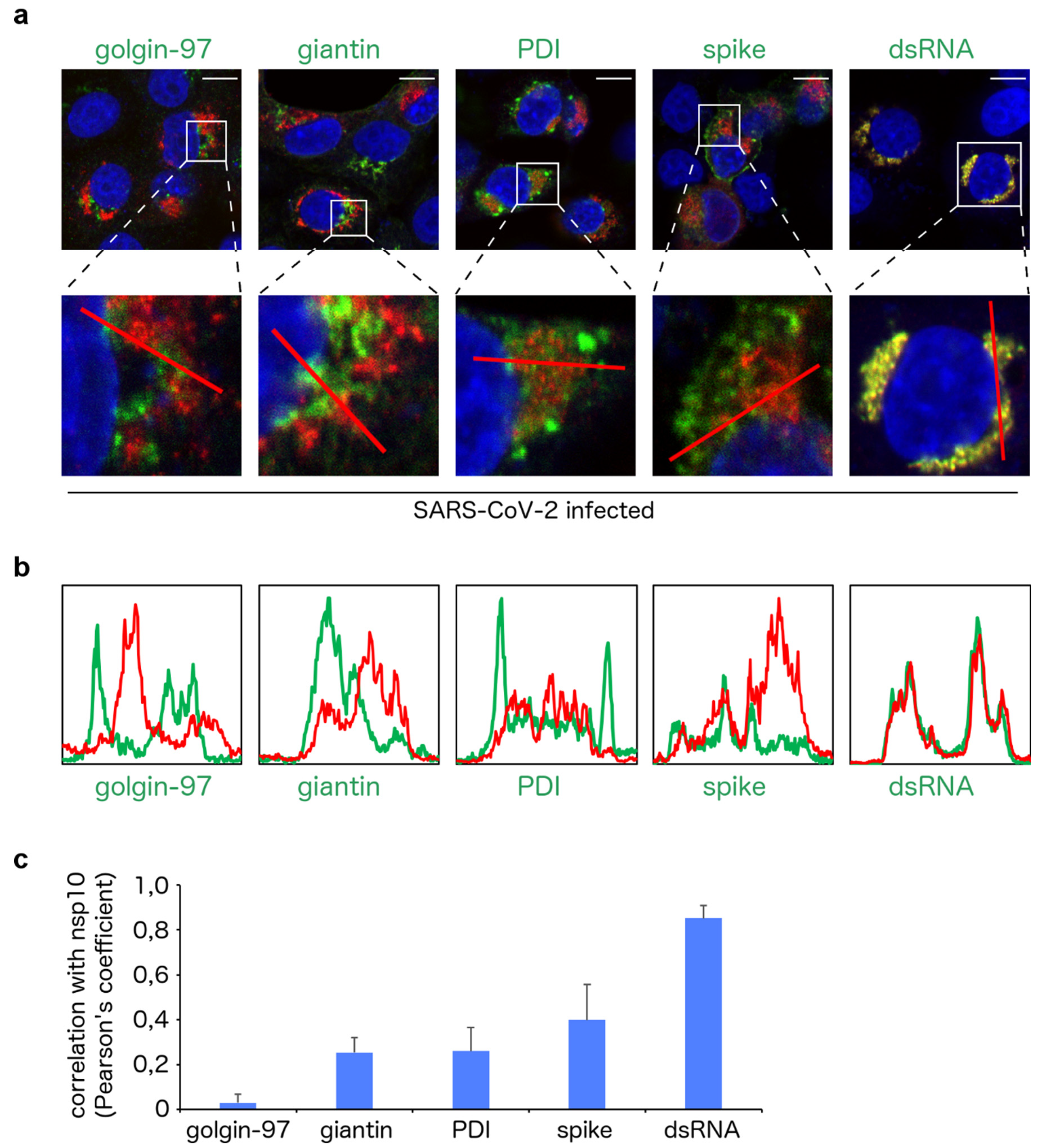 Viruses 13 01487 g004 550