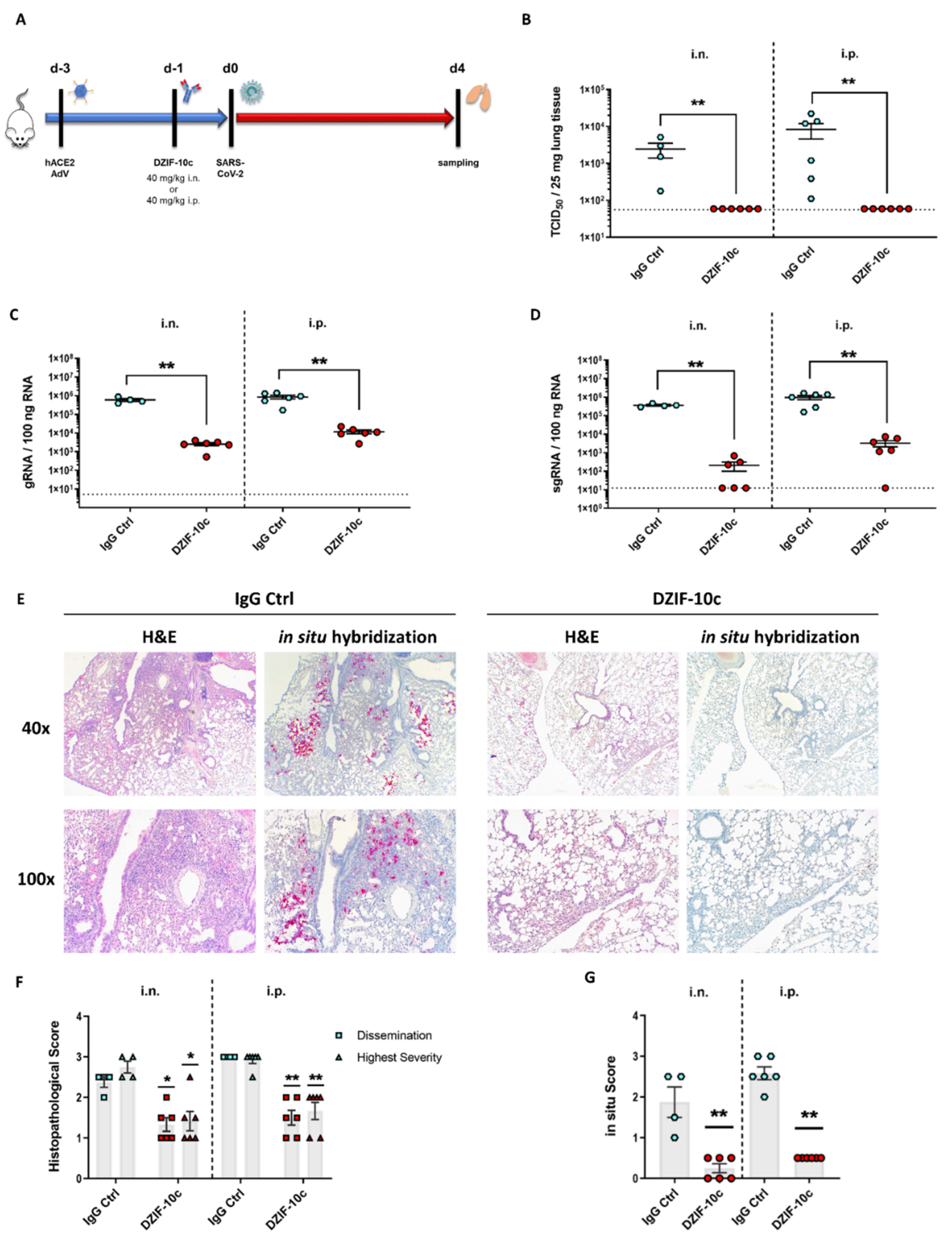 Viruses 13 01498 g004