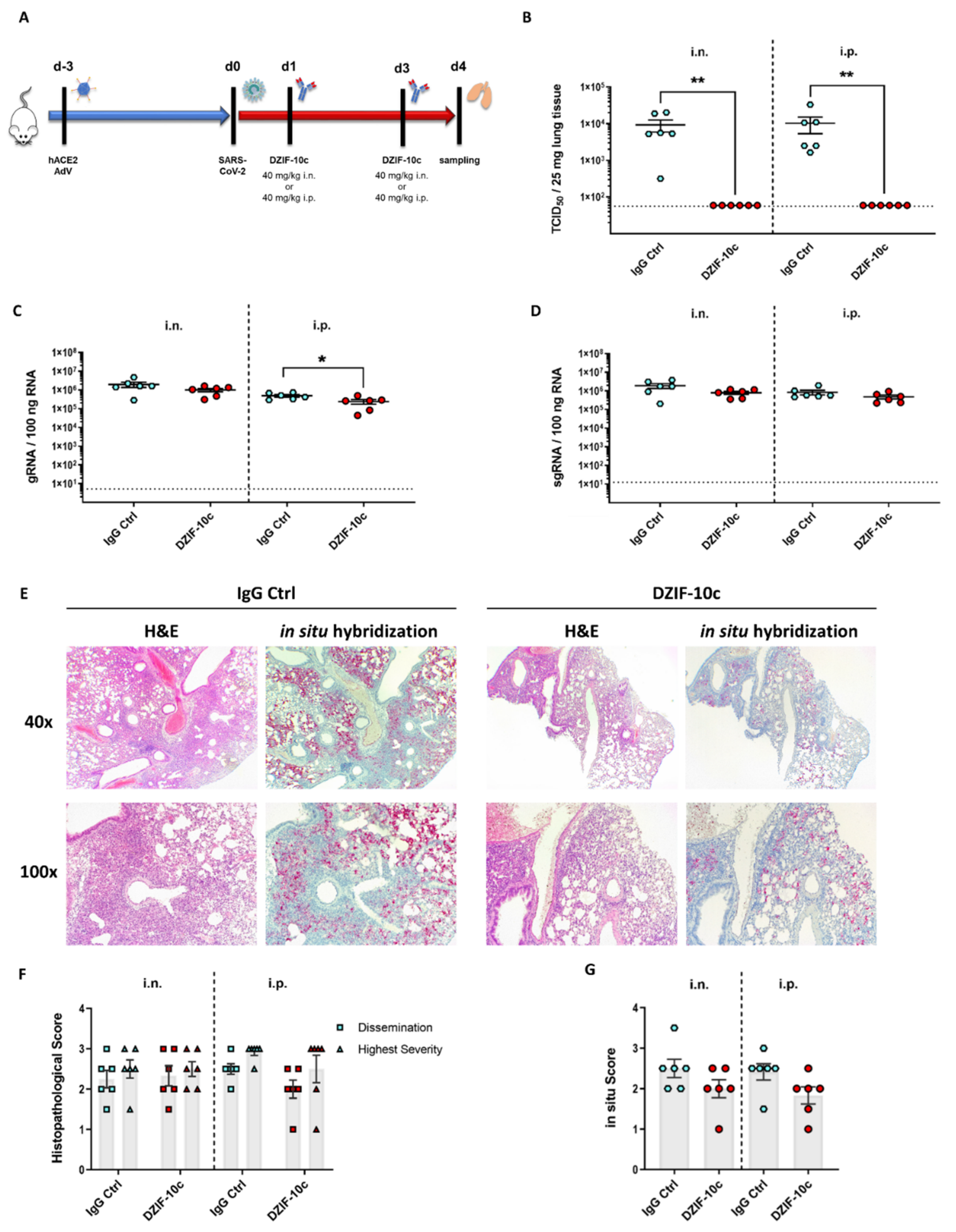 Viruses 13 01498 g005