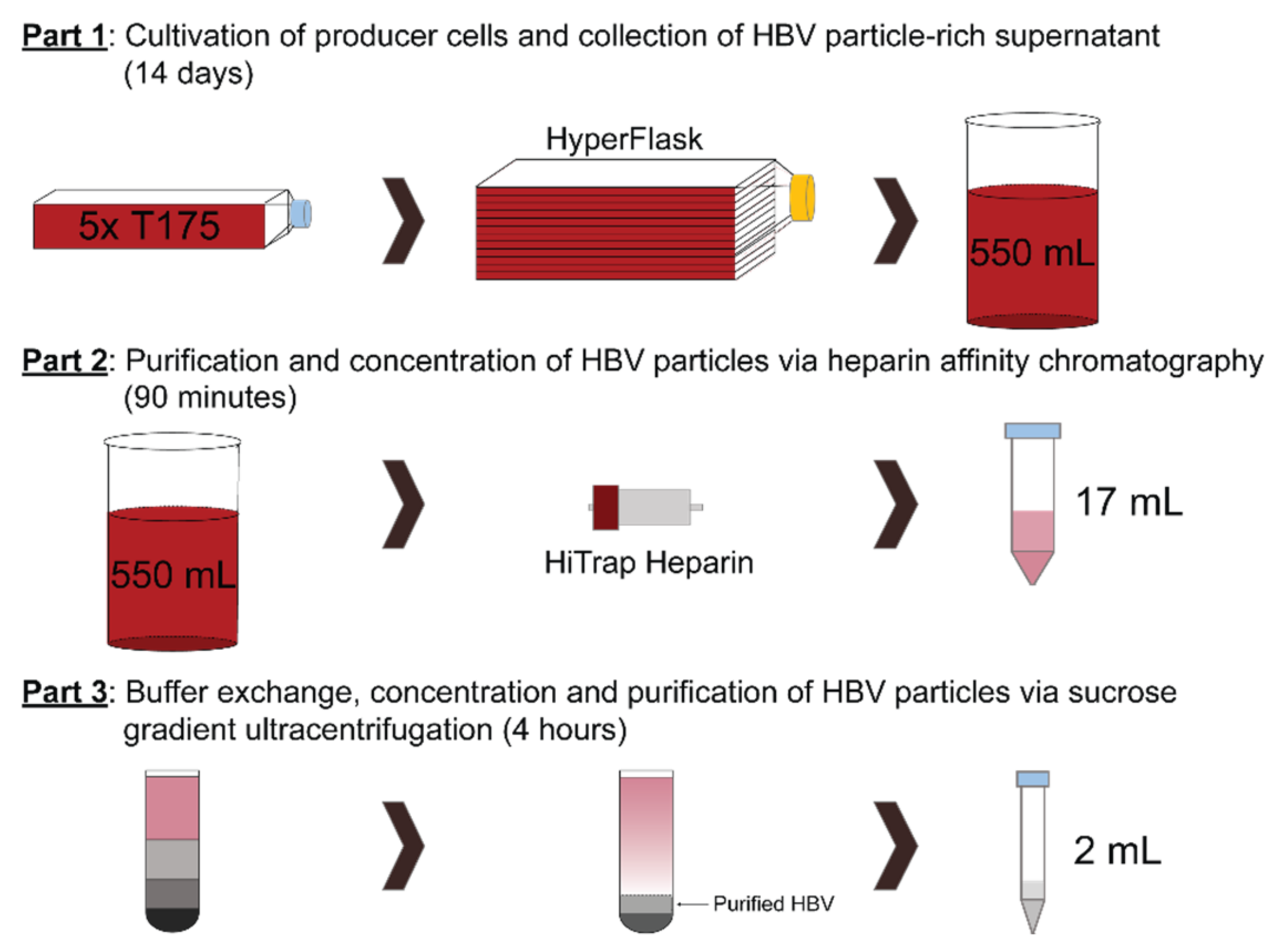 Viruses Free FullText Rapid and Robust Continuous Purification of
