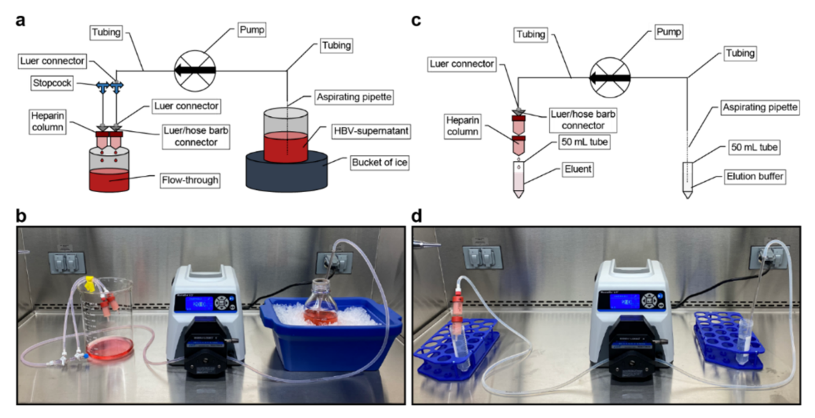 Viruses 13 01503 g007 550