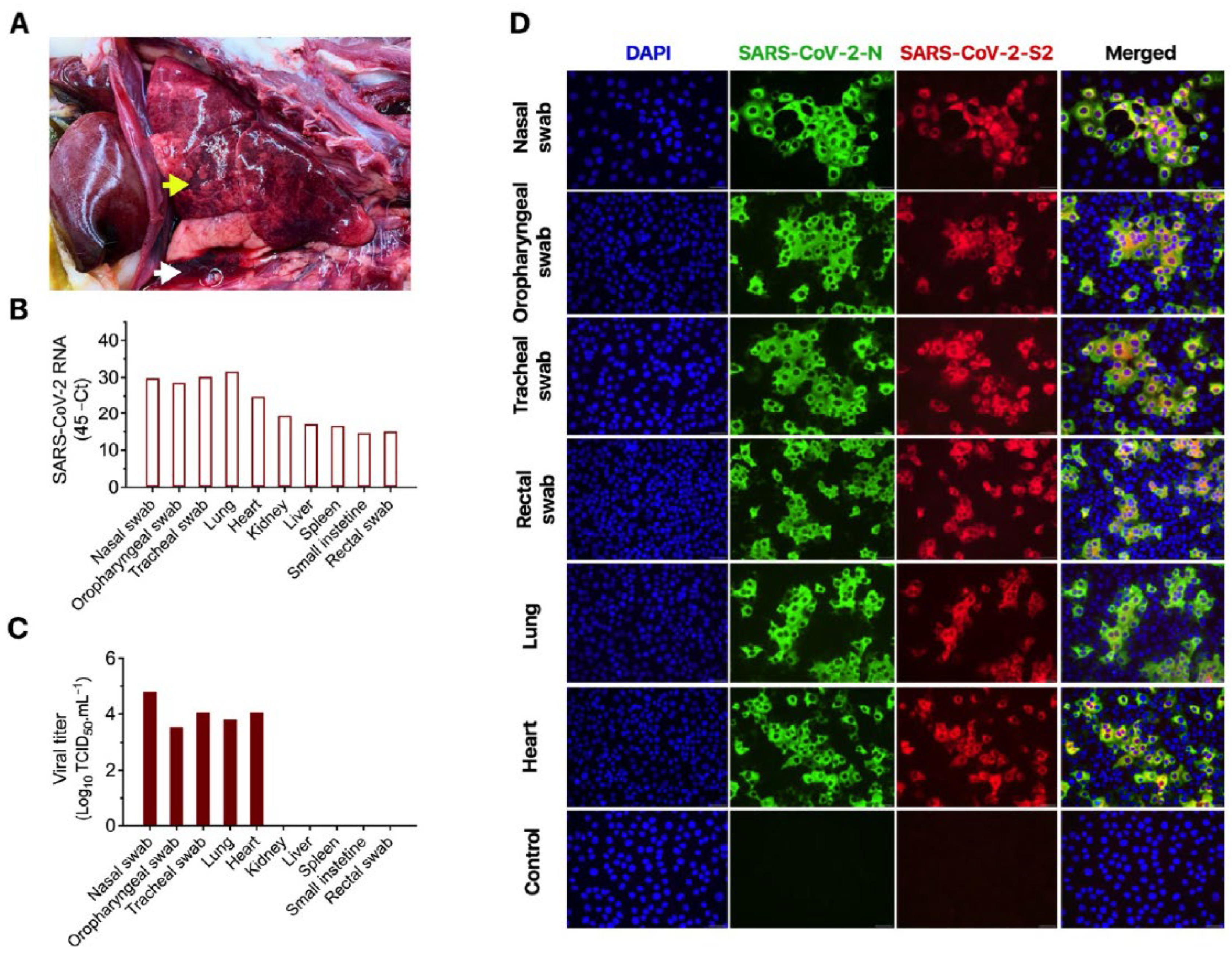 Viruses 13 01510 g001 550