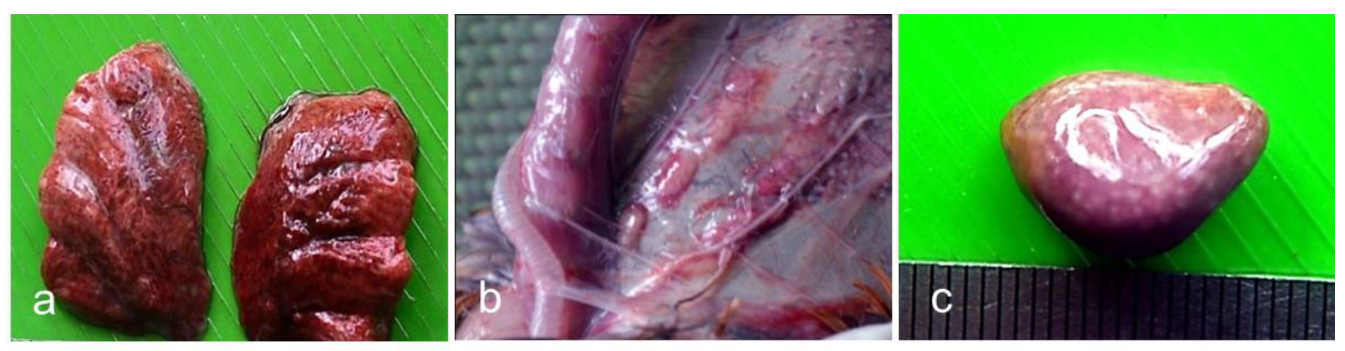 Viruses 13 01520 g003