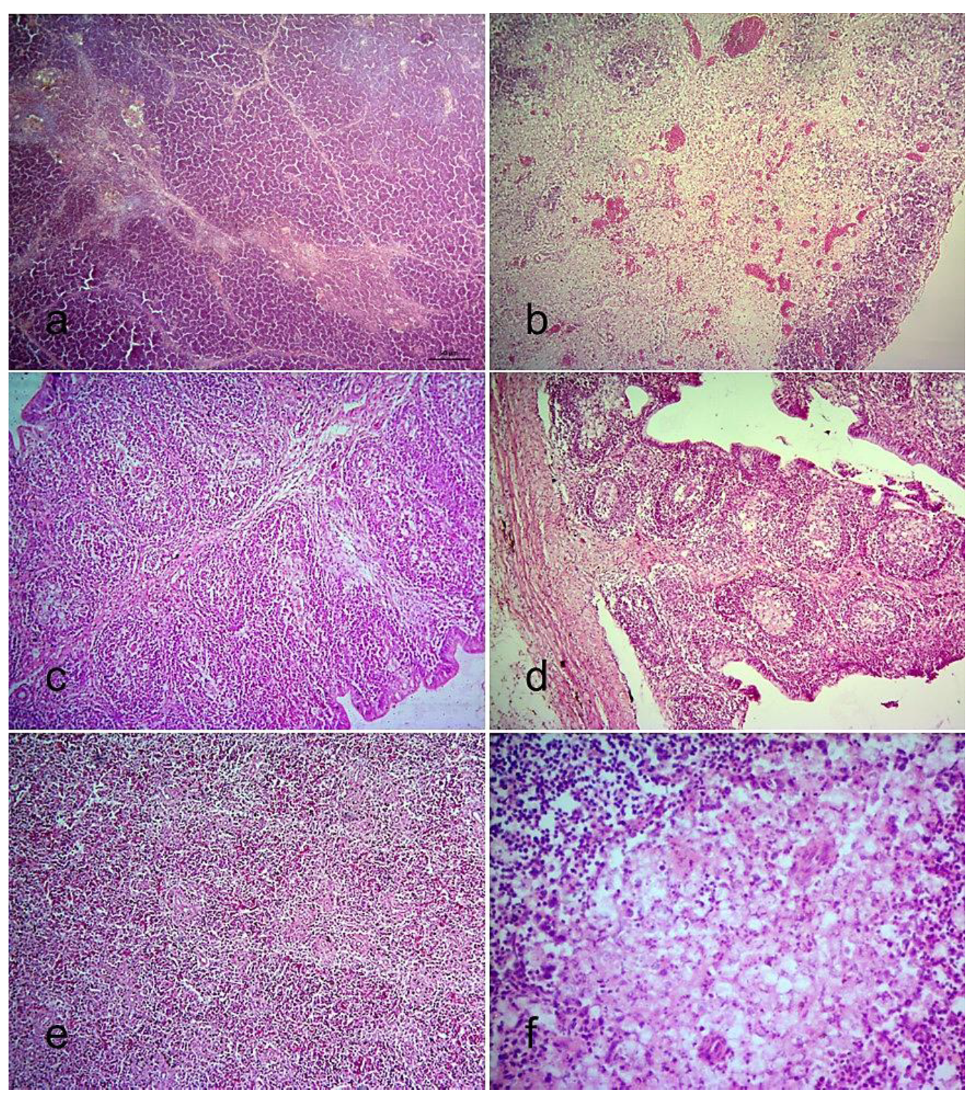 Viruses 13 01520 g004