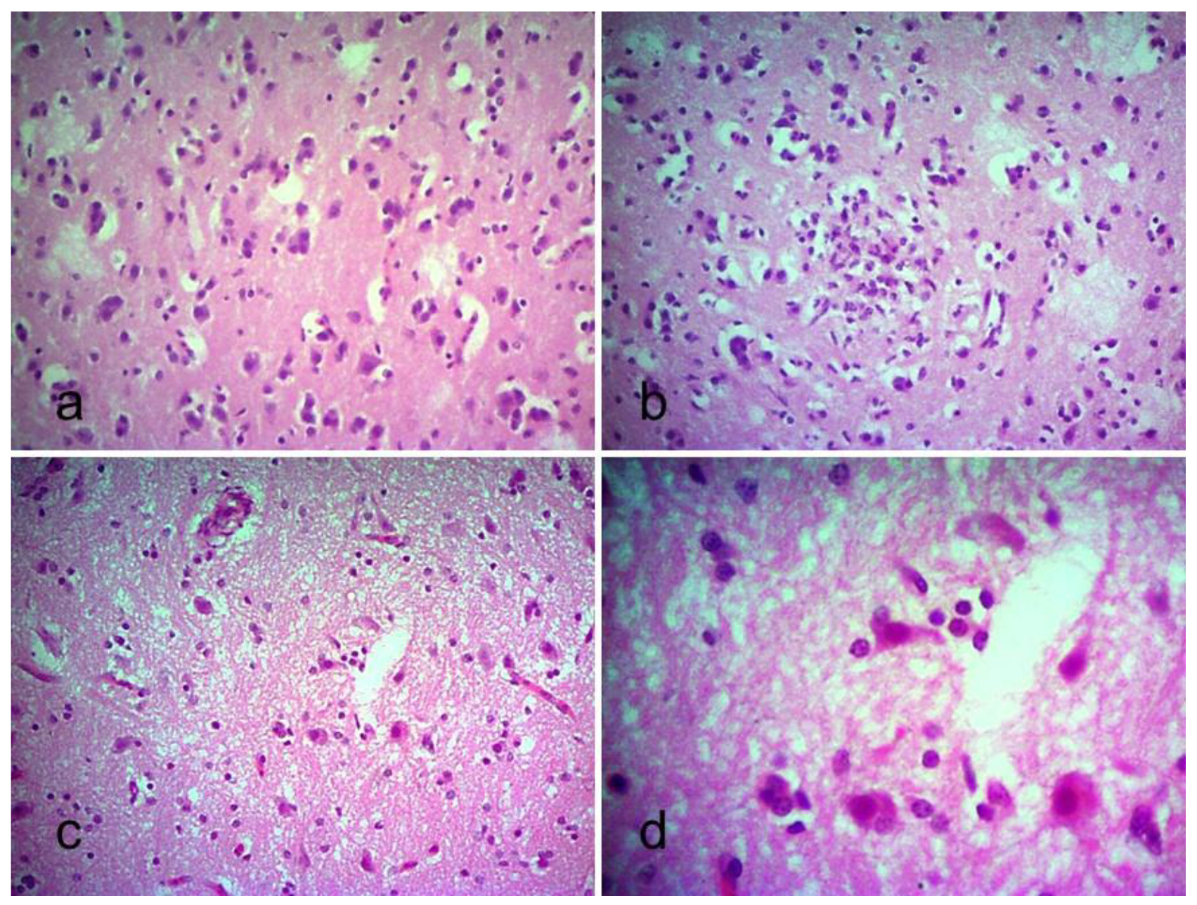 Viruses 13 01520 g005