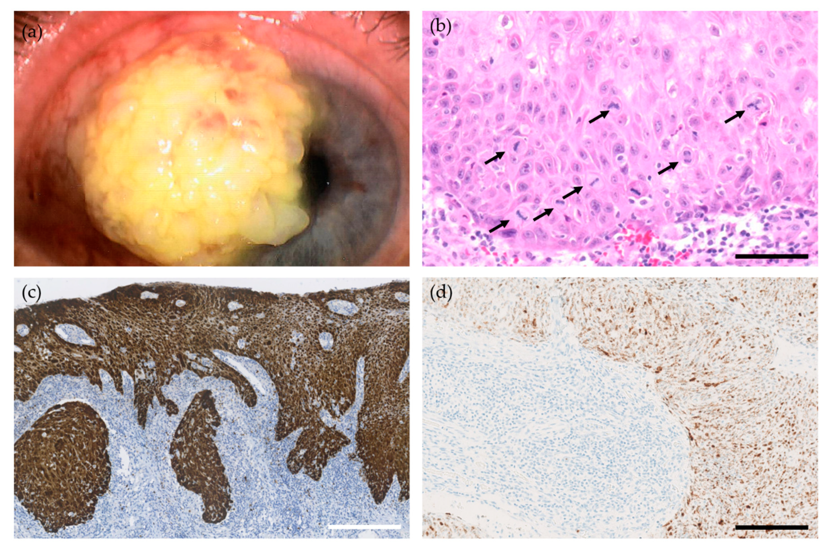 Viruses 13 01522 g002