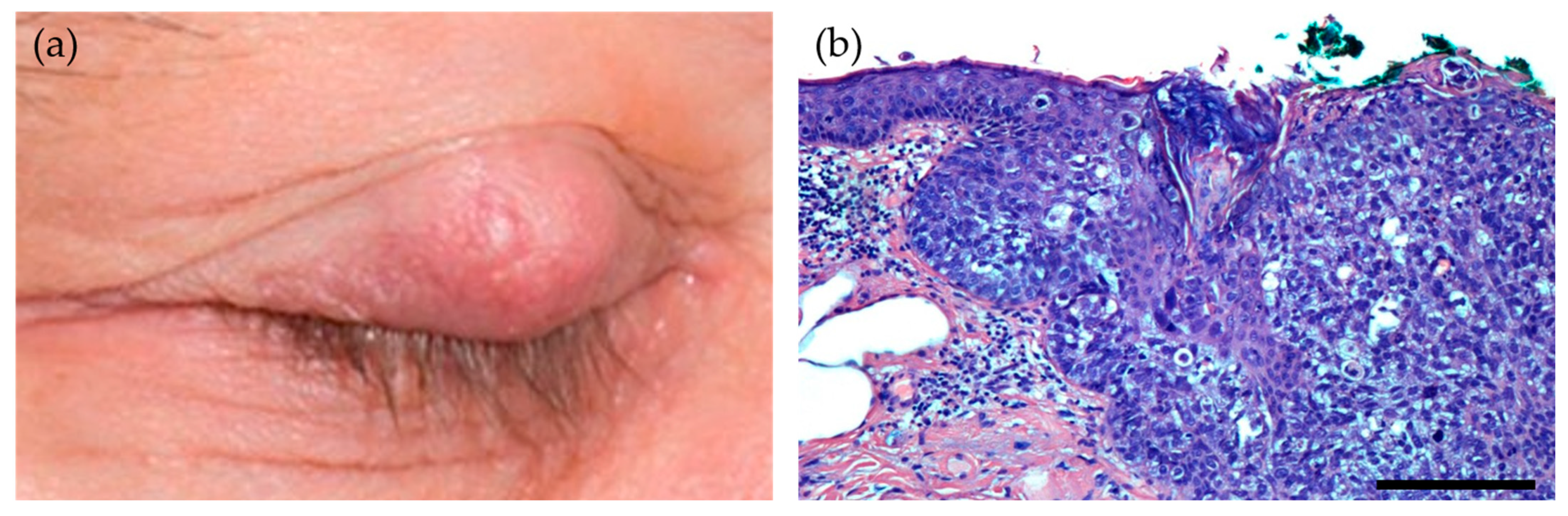 Viruses 13 01522 g003