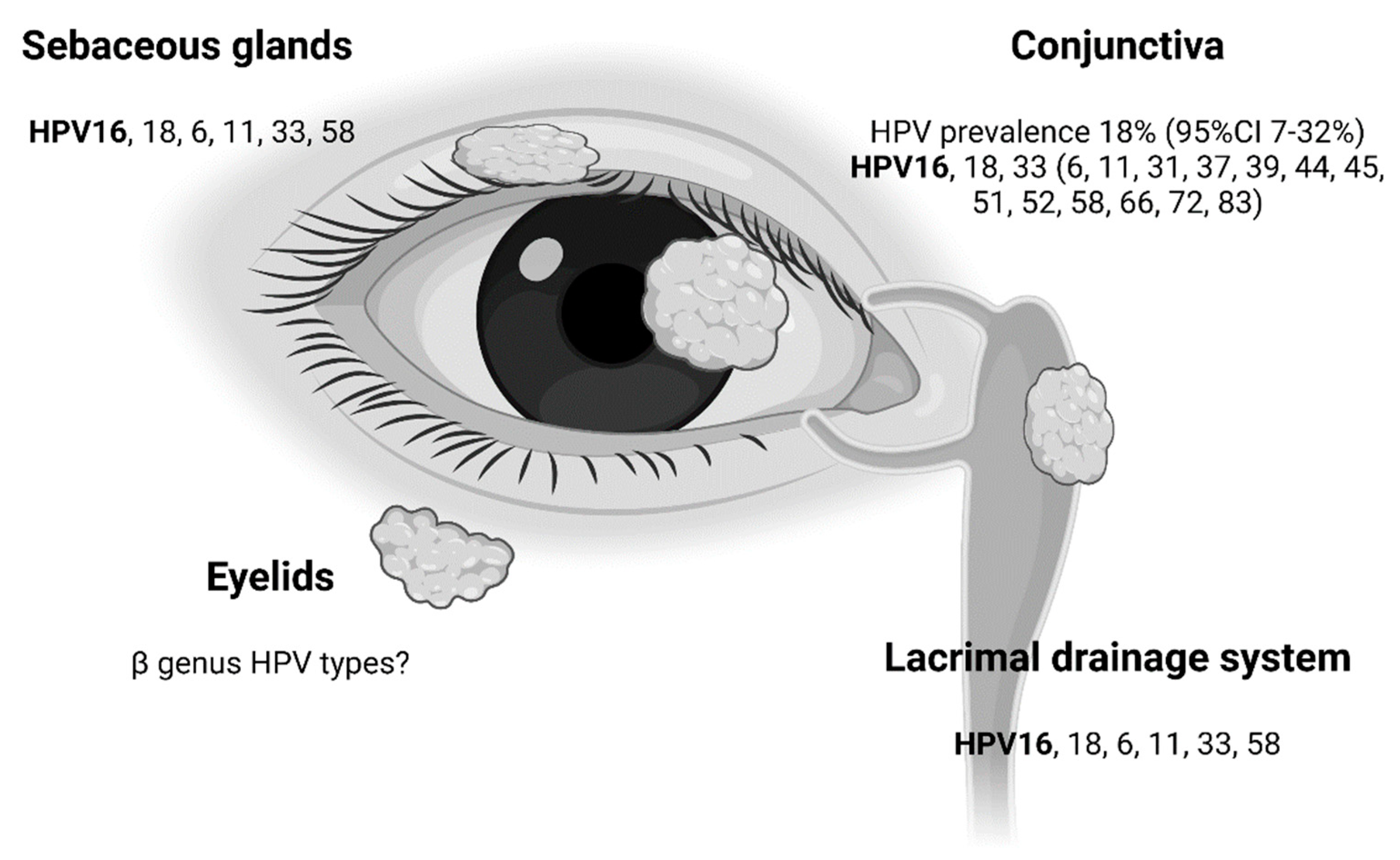 Viruses 13 01522 g004