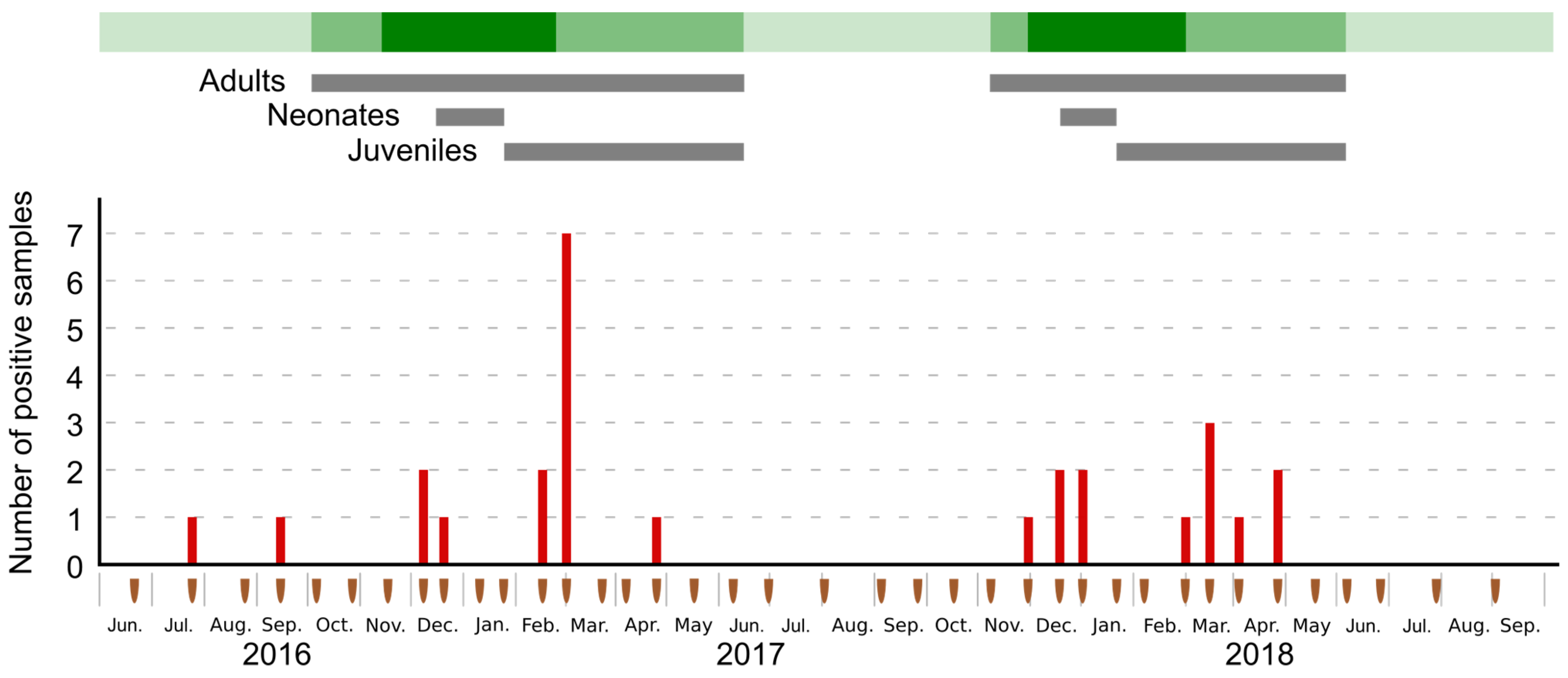 Viruses 13 01524 g001 550