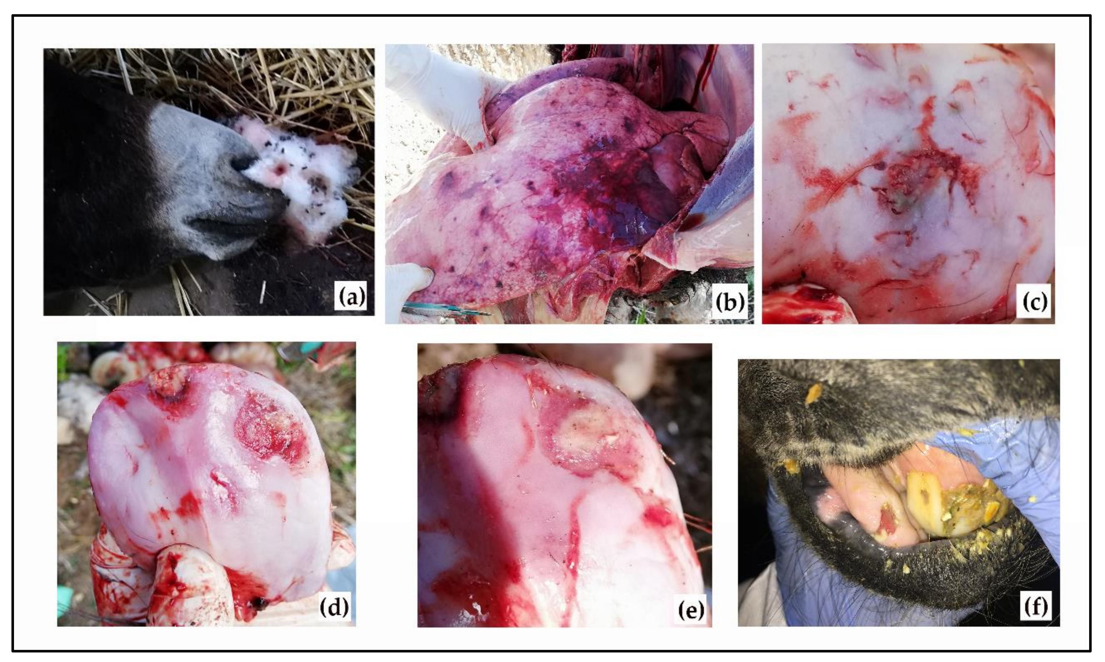 Viruses 13 01527 g001 Viruses 13 01527 g001