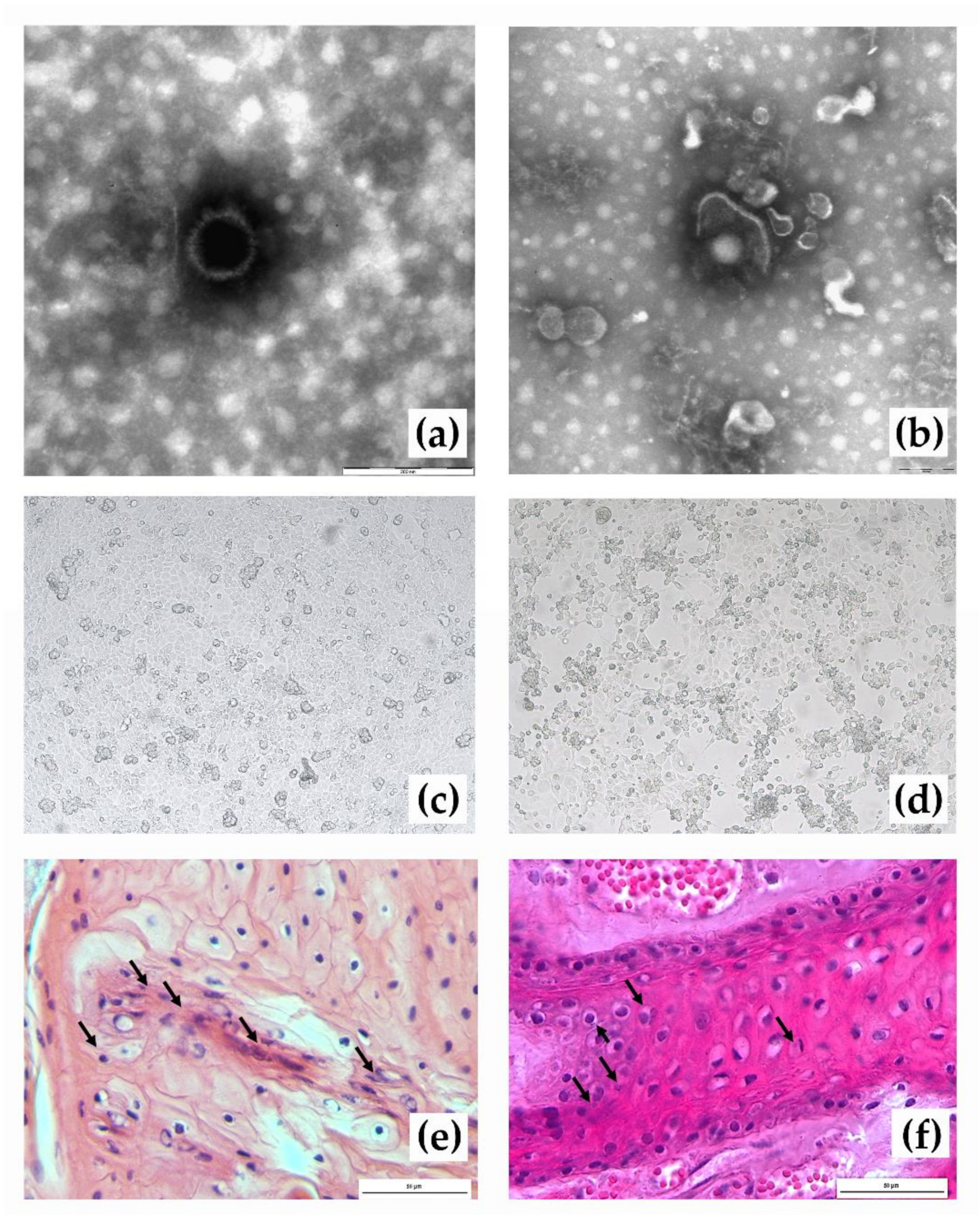 Viruses 13 01527 g004 Viruses 13 01527 g004