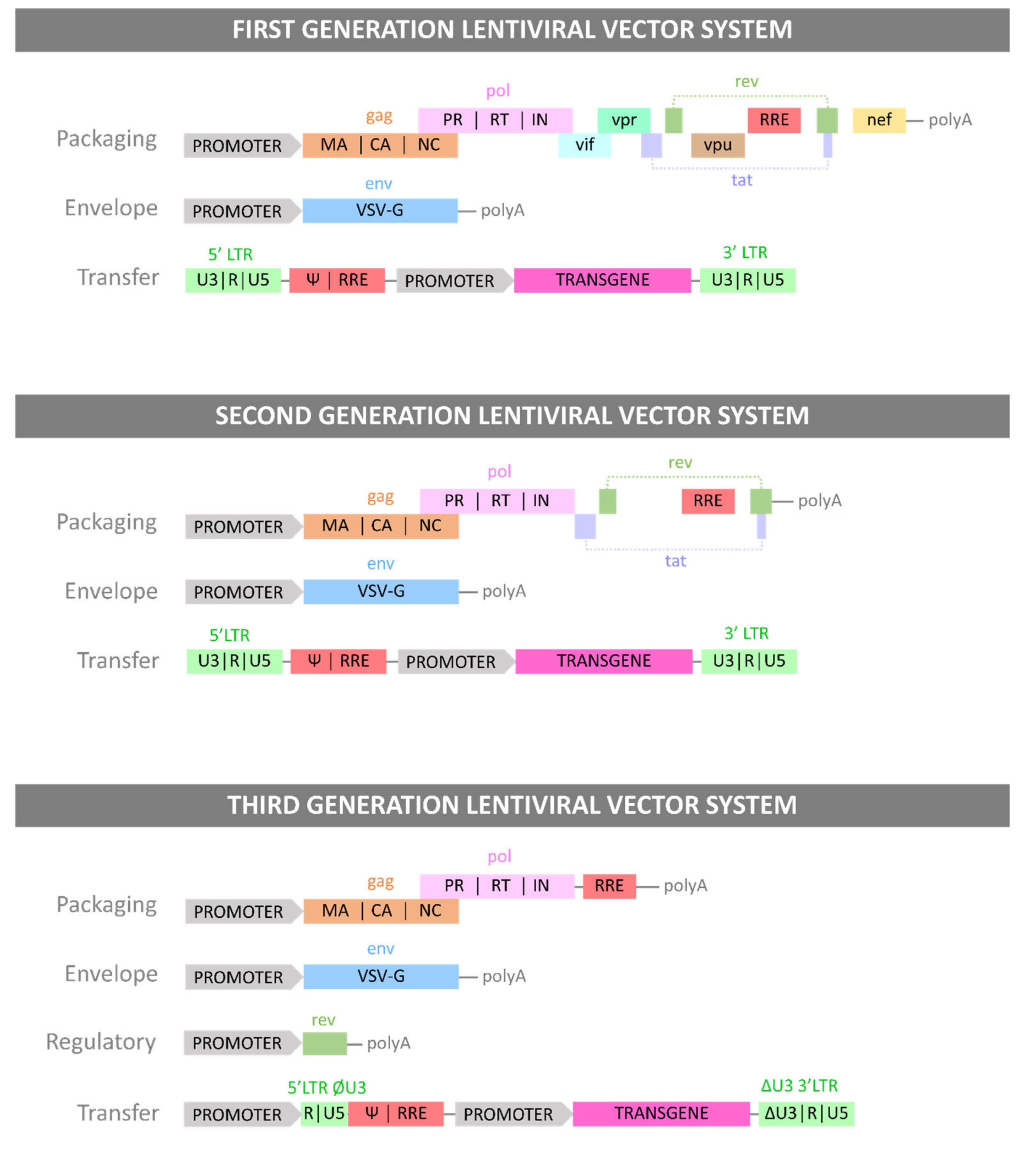 Viruses 13 01528 g001a