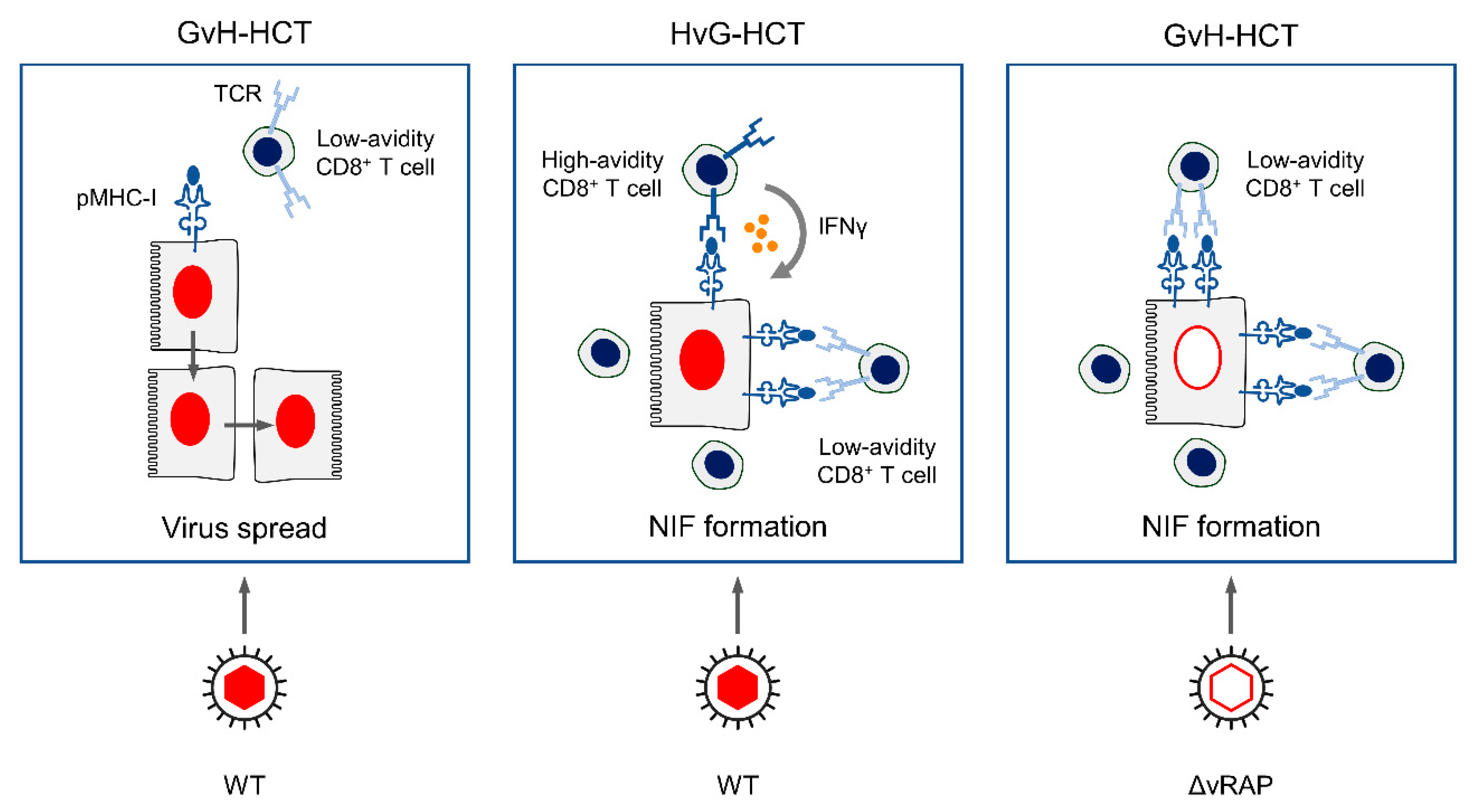 Viruses 13 01530 g004