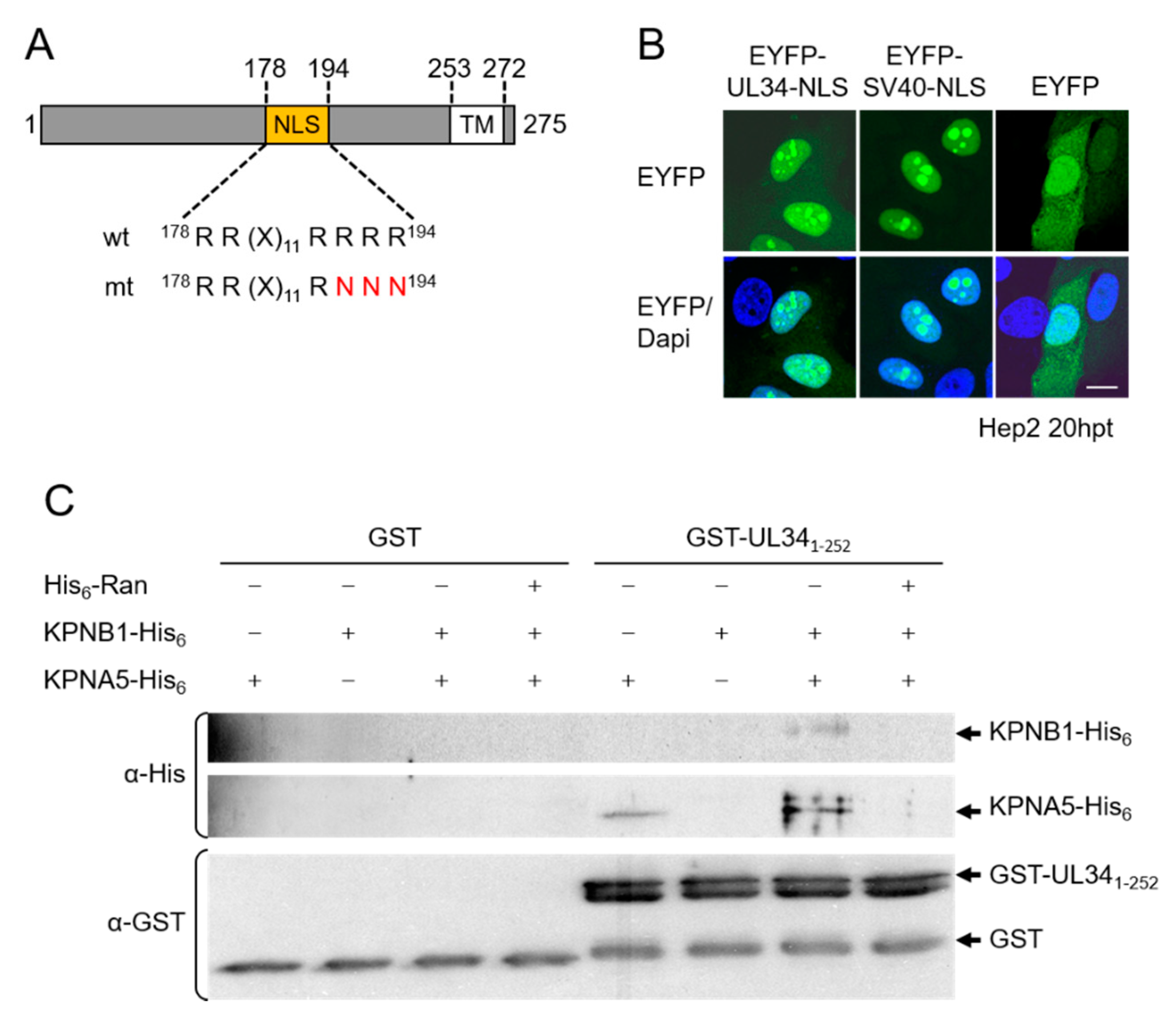 Viruses 13 01544 g002
