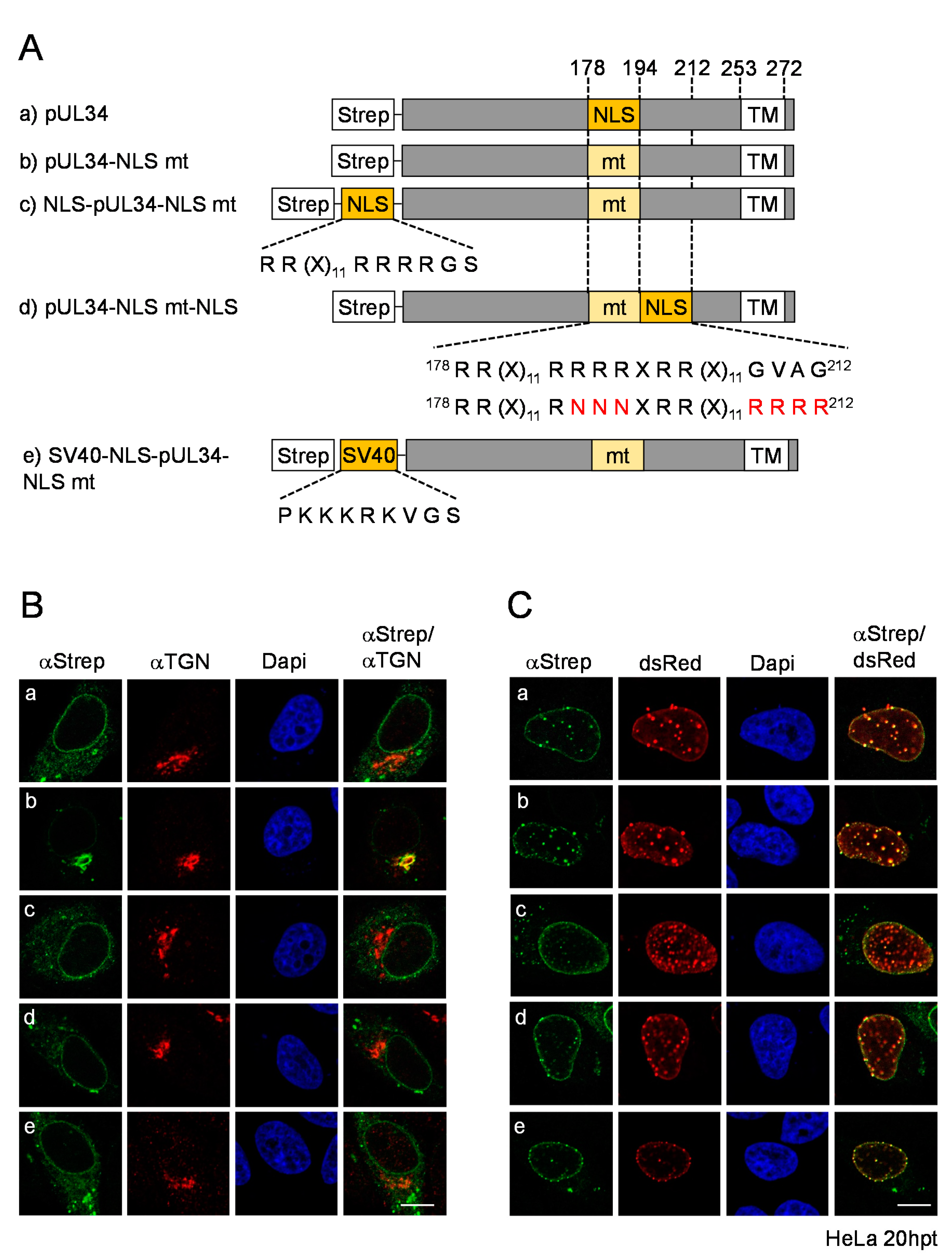 Viruses 13 01544 g004