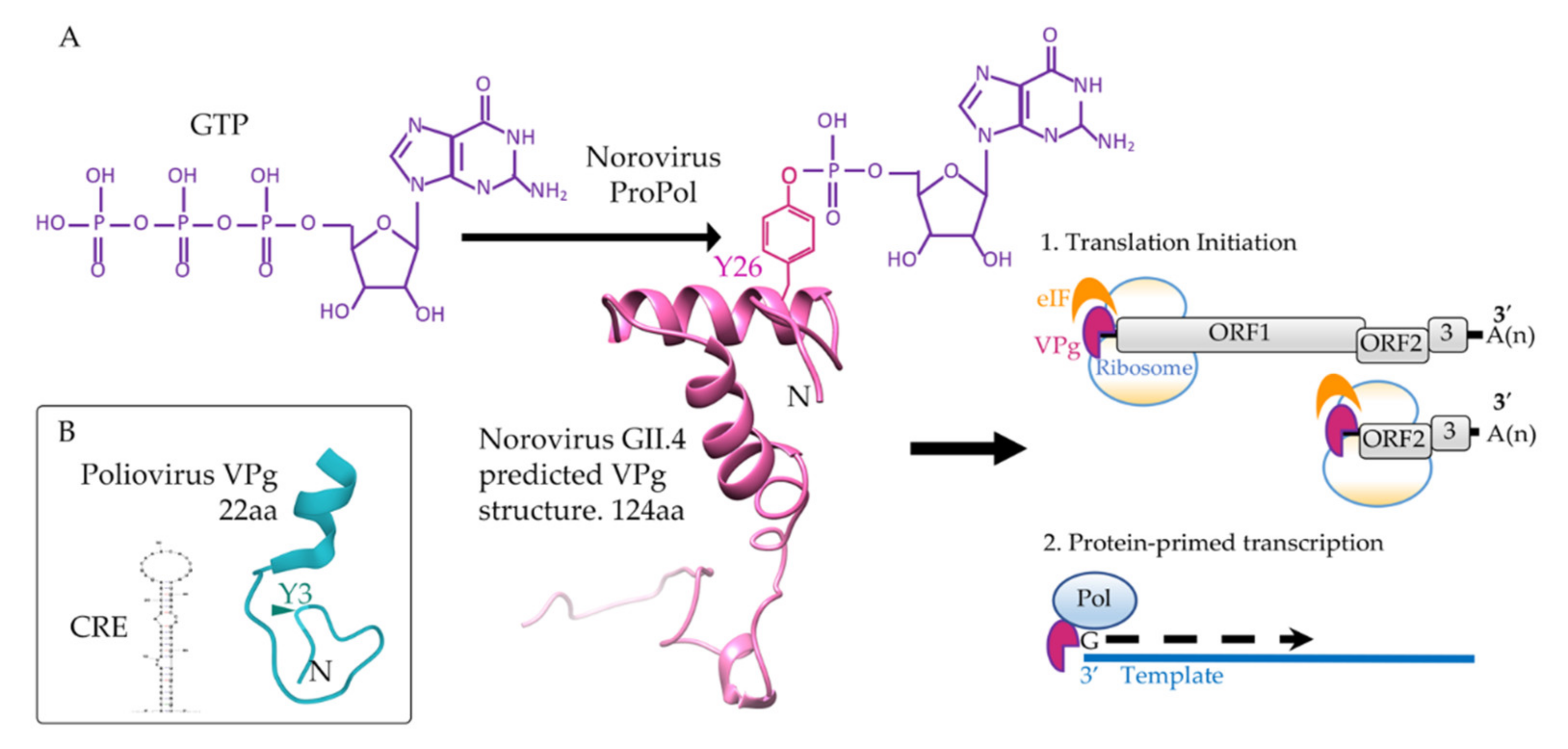 Viruses 13 01549 g002 Viruses 13 01549 g002