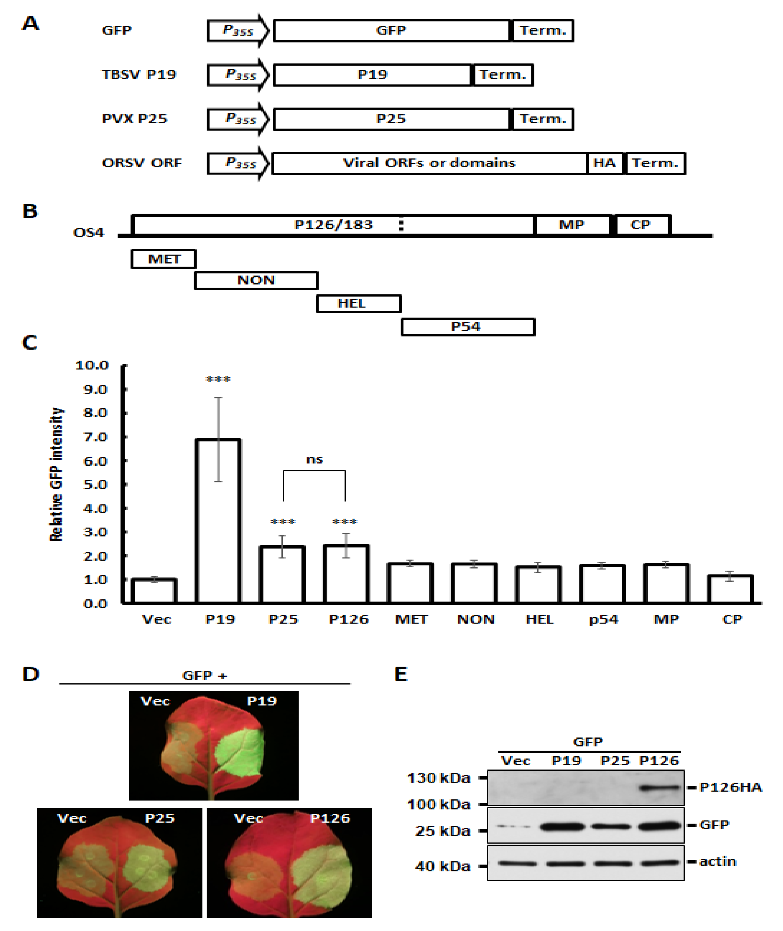 Viruses 13 01552 g002 Viruses 13 01552 g002