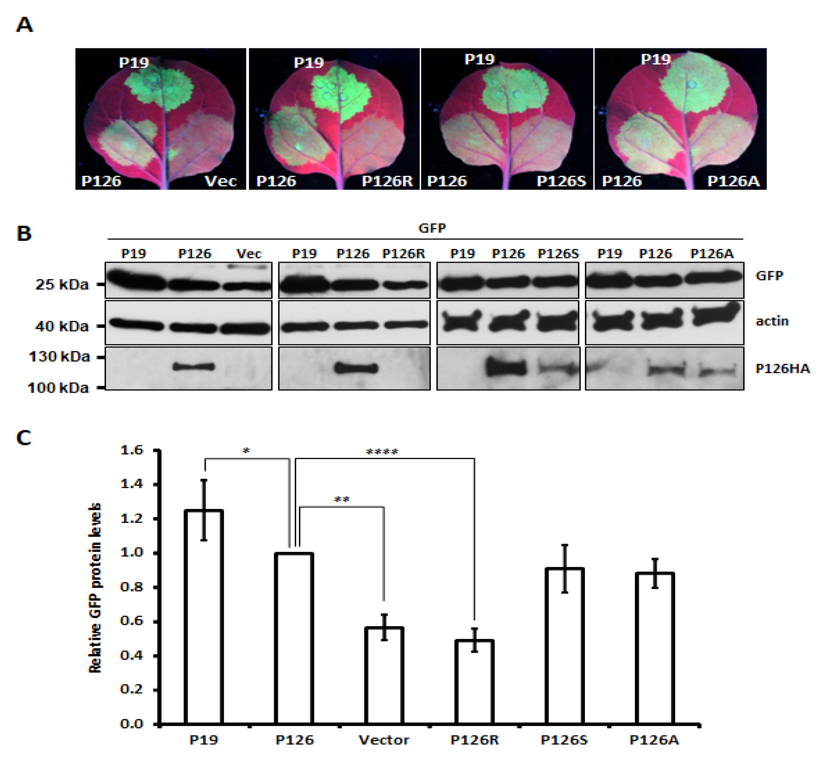 Viruses 13 01552 g003 Viruses 13 01552 g003