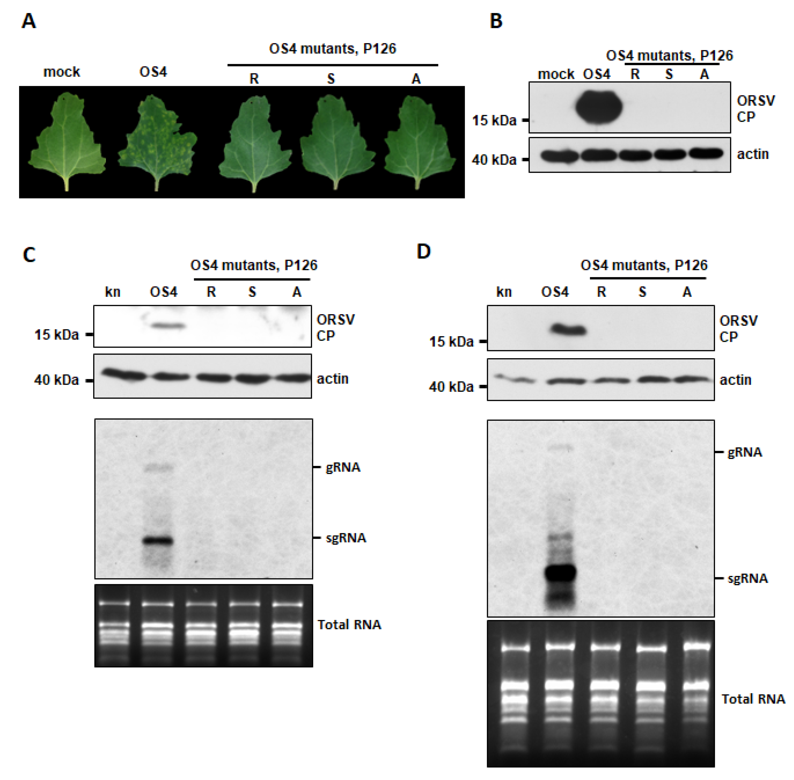 Viruses 13 01552 g004 Viruses 13 01552 g004