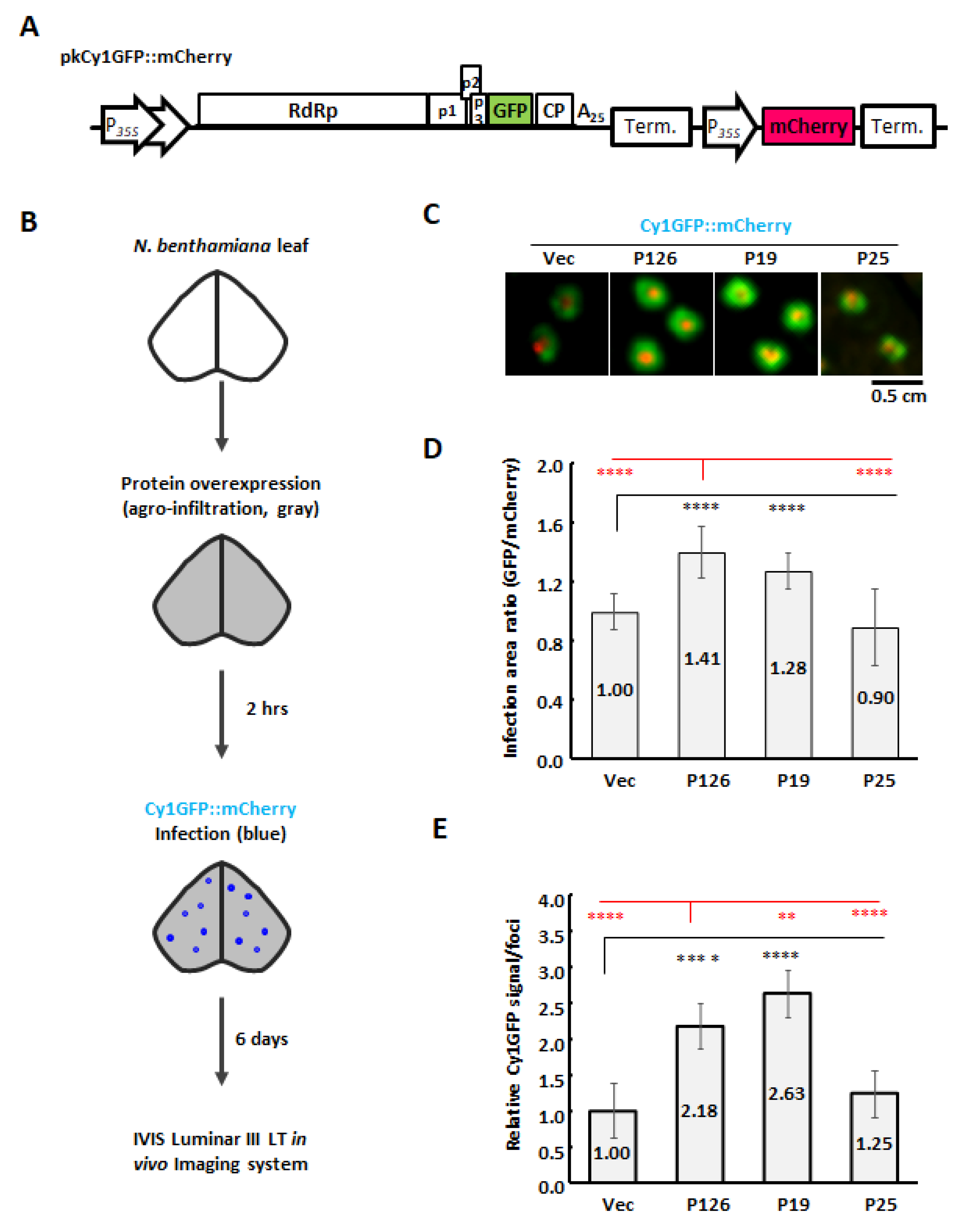 Viruses 13 01552 g005 Viruses 13 01552 g005