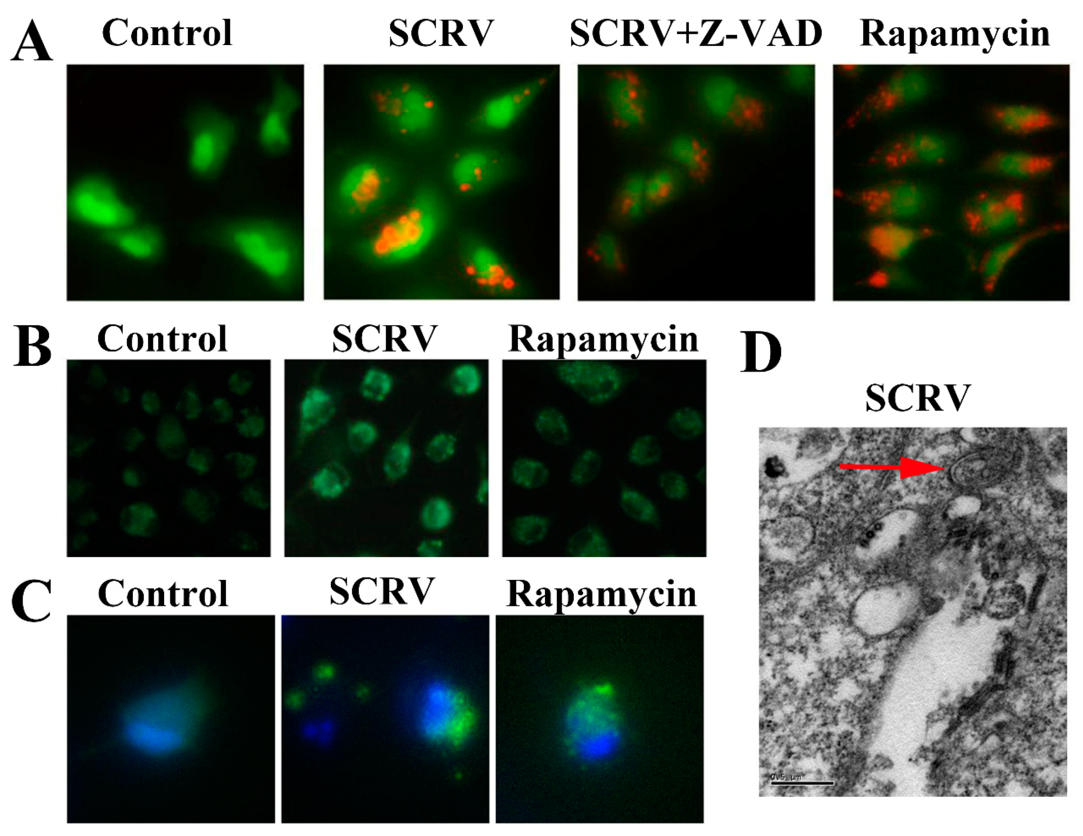 Viruses 13 01554 g001