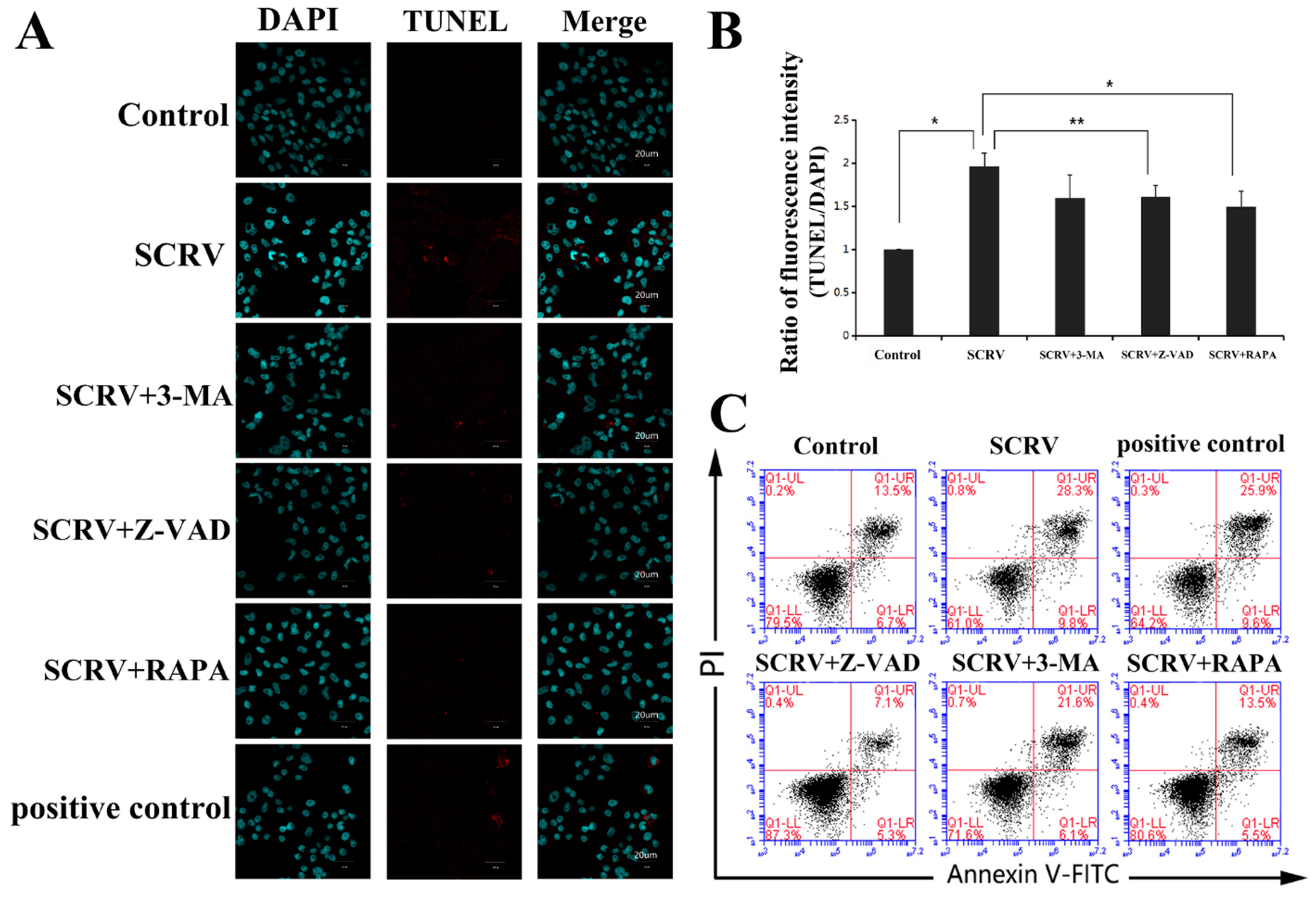 Viruses 13 01554 g002