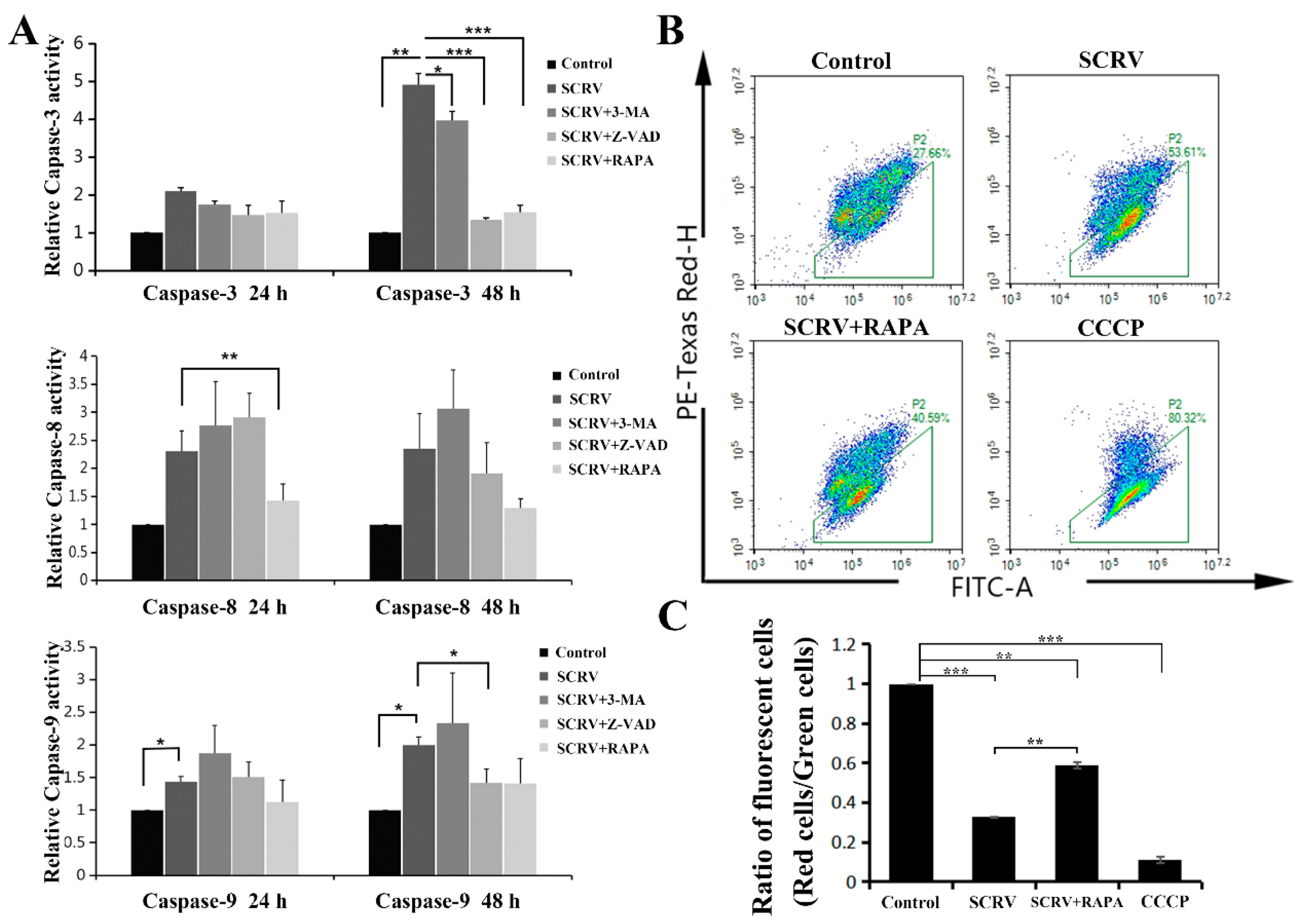 Viruses 13 01554 g003