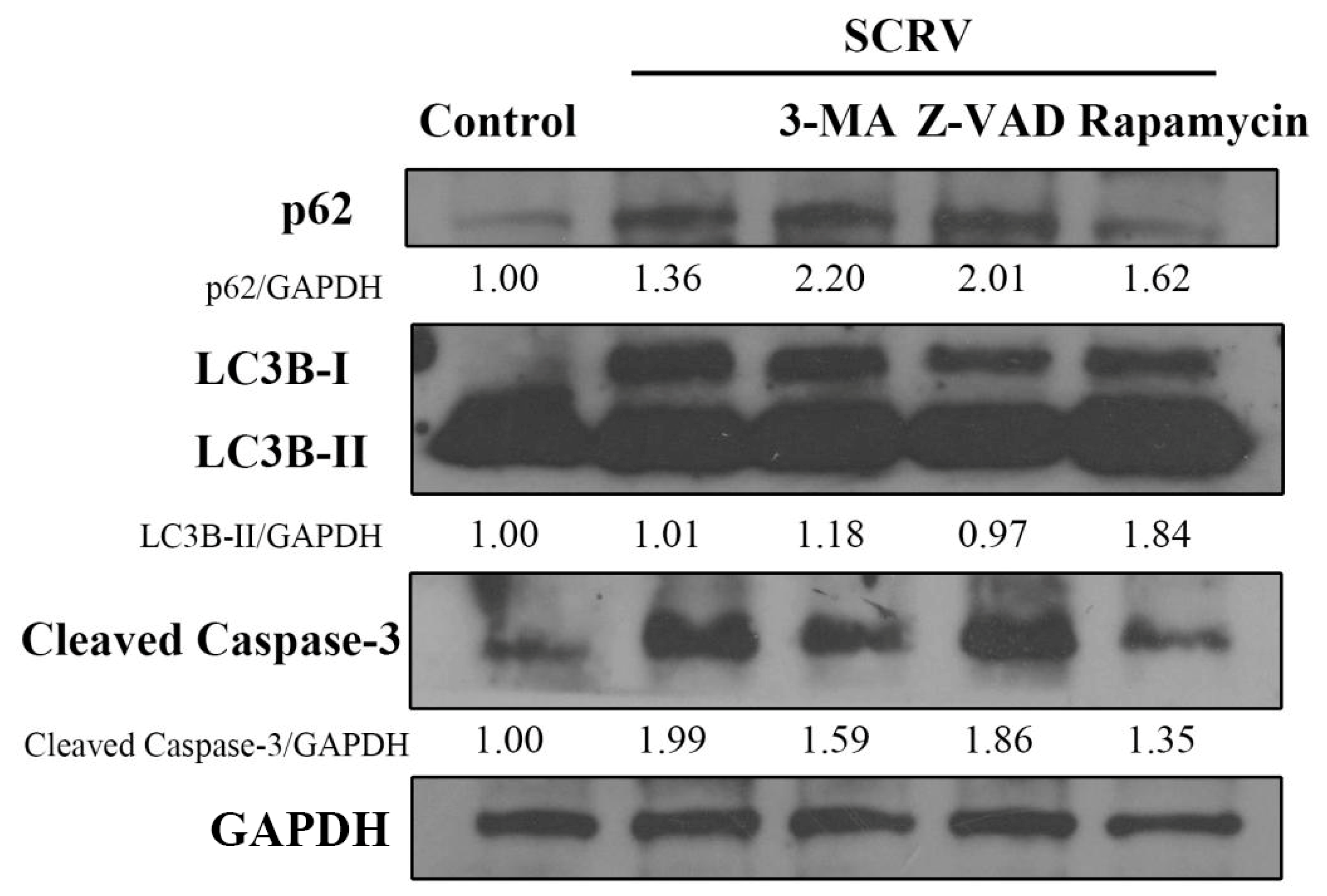 Viruses 13 01554 g004