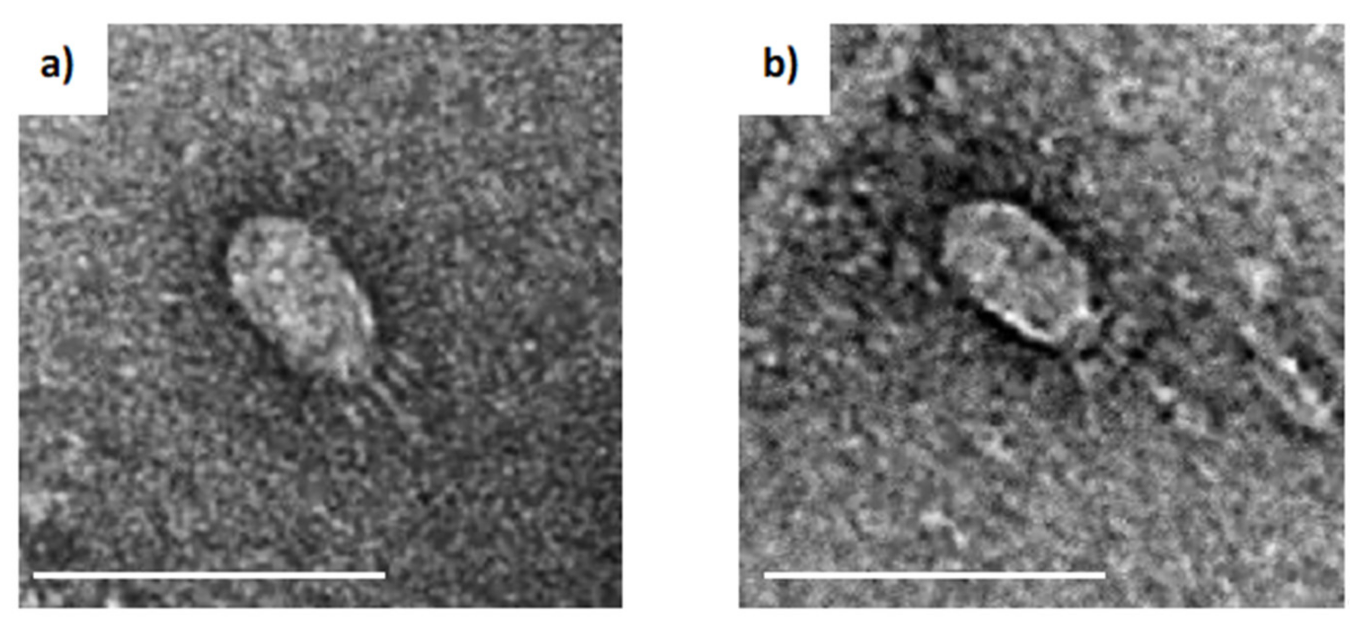 Viruses 13 01557 g001