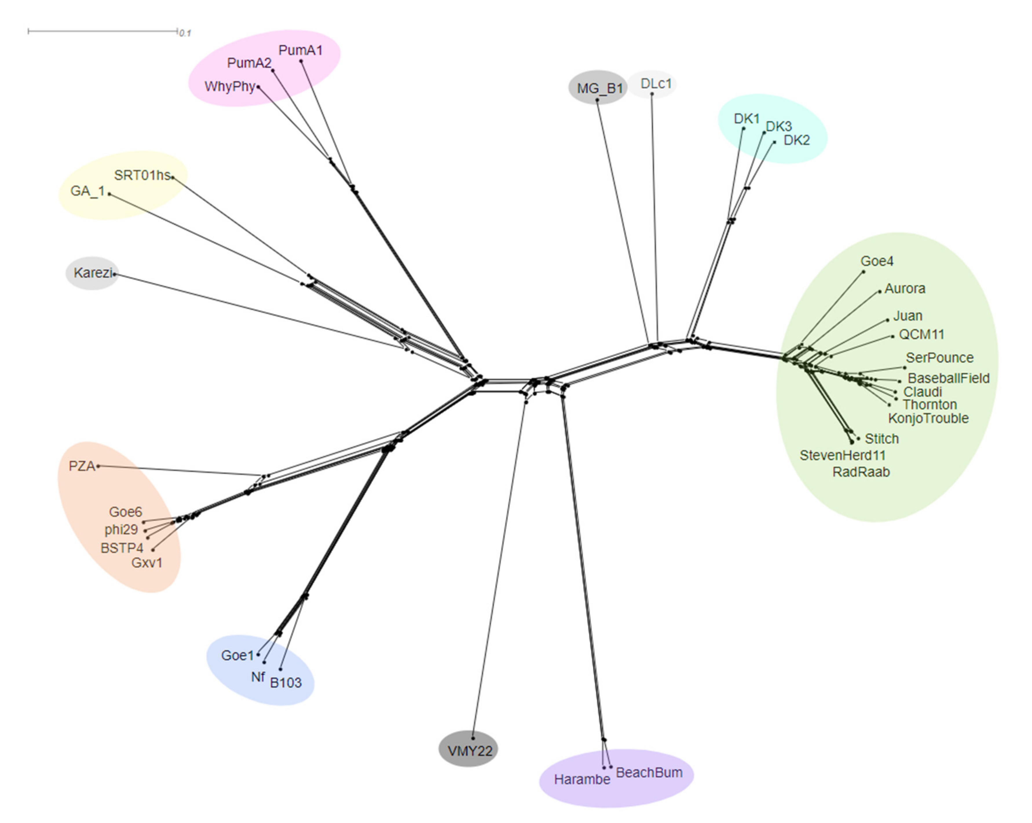 Viruses 13 01557 g005