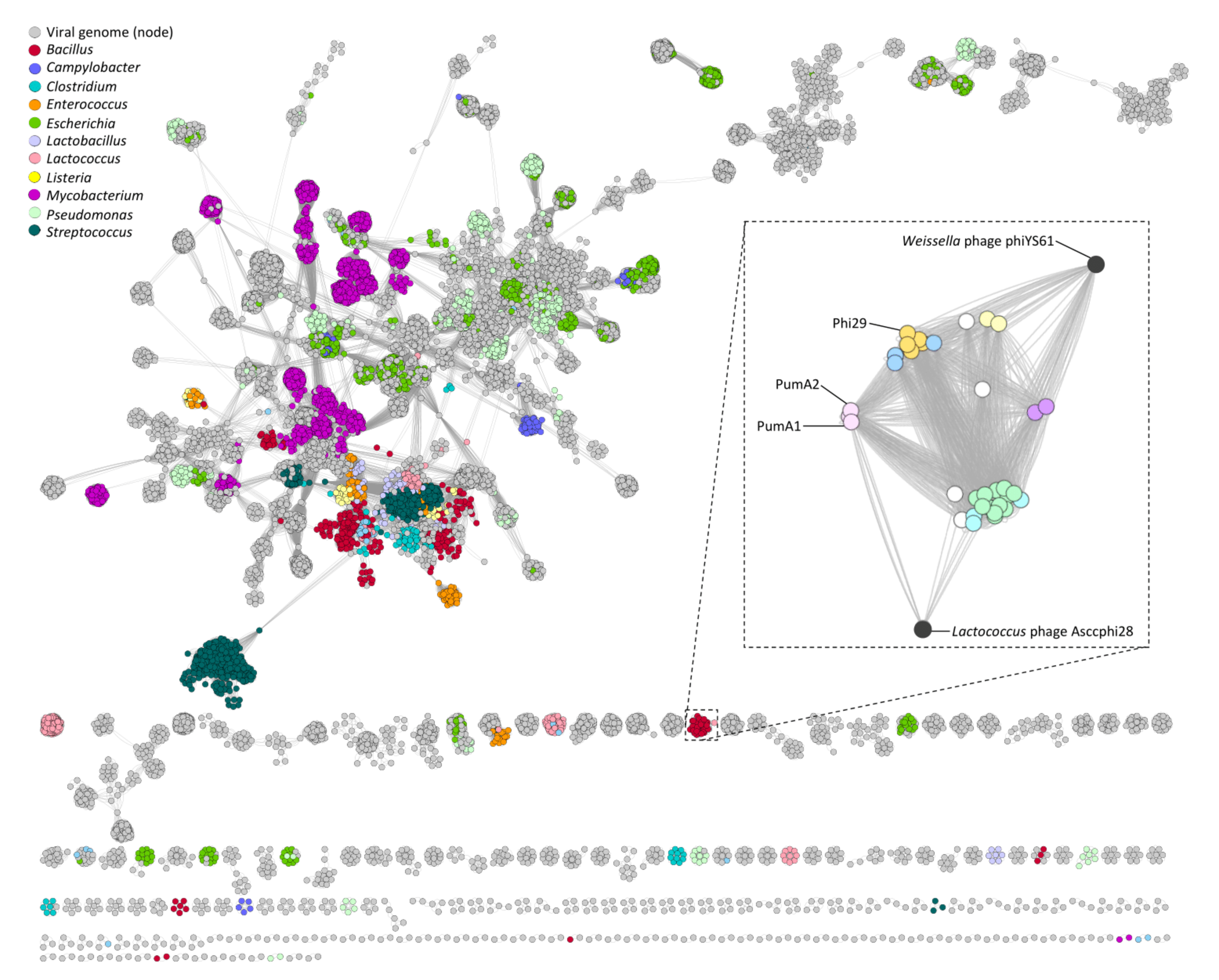 Viruses 13 01557 g006