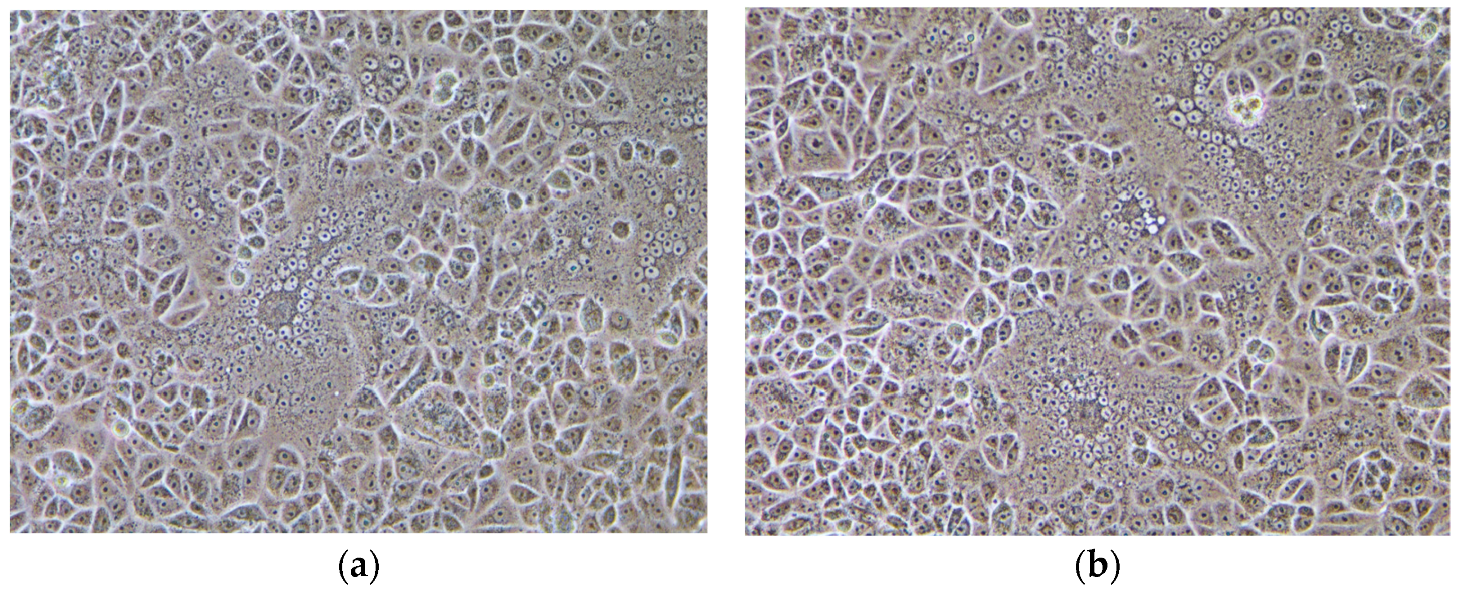 Viruses 13 01562 g001a