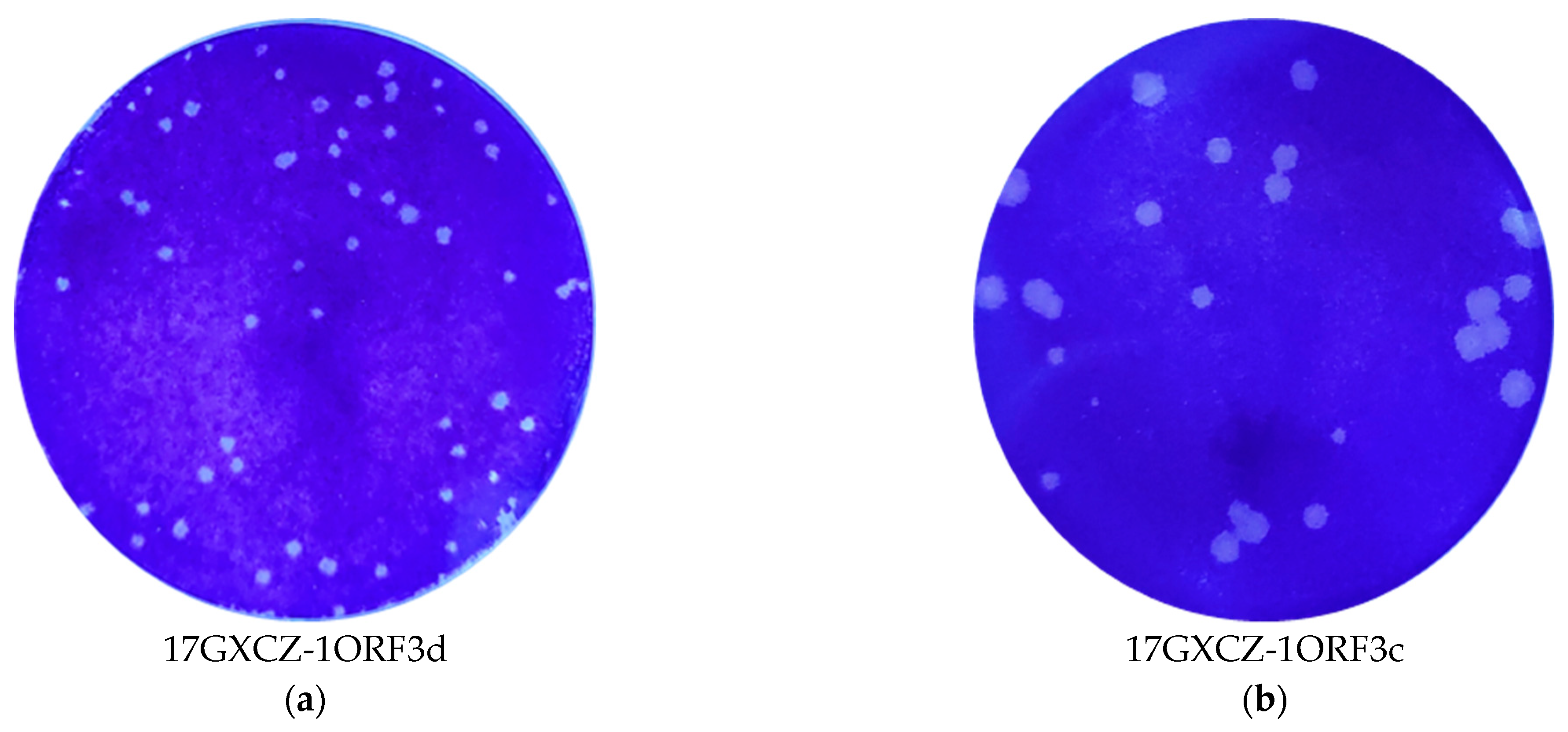 Viruses 13 01562 g002a