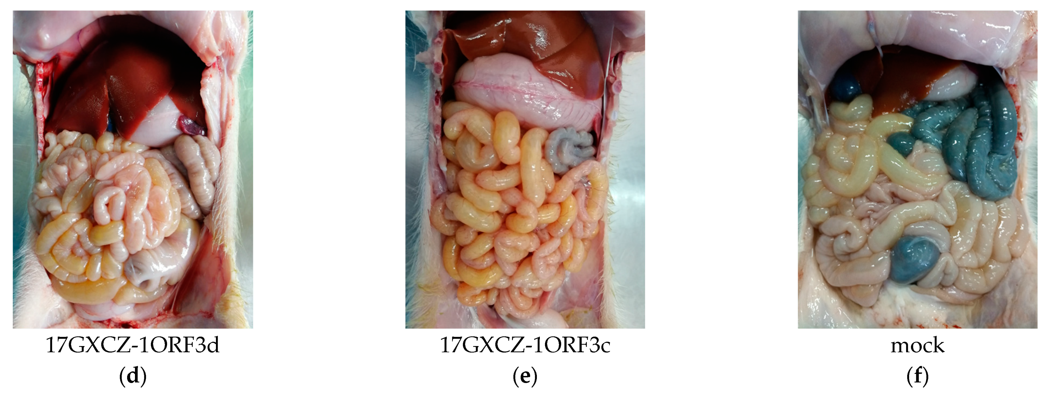 Viruses 13 01562 g004b